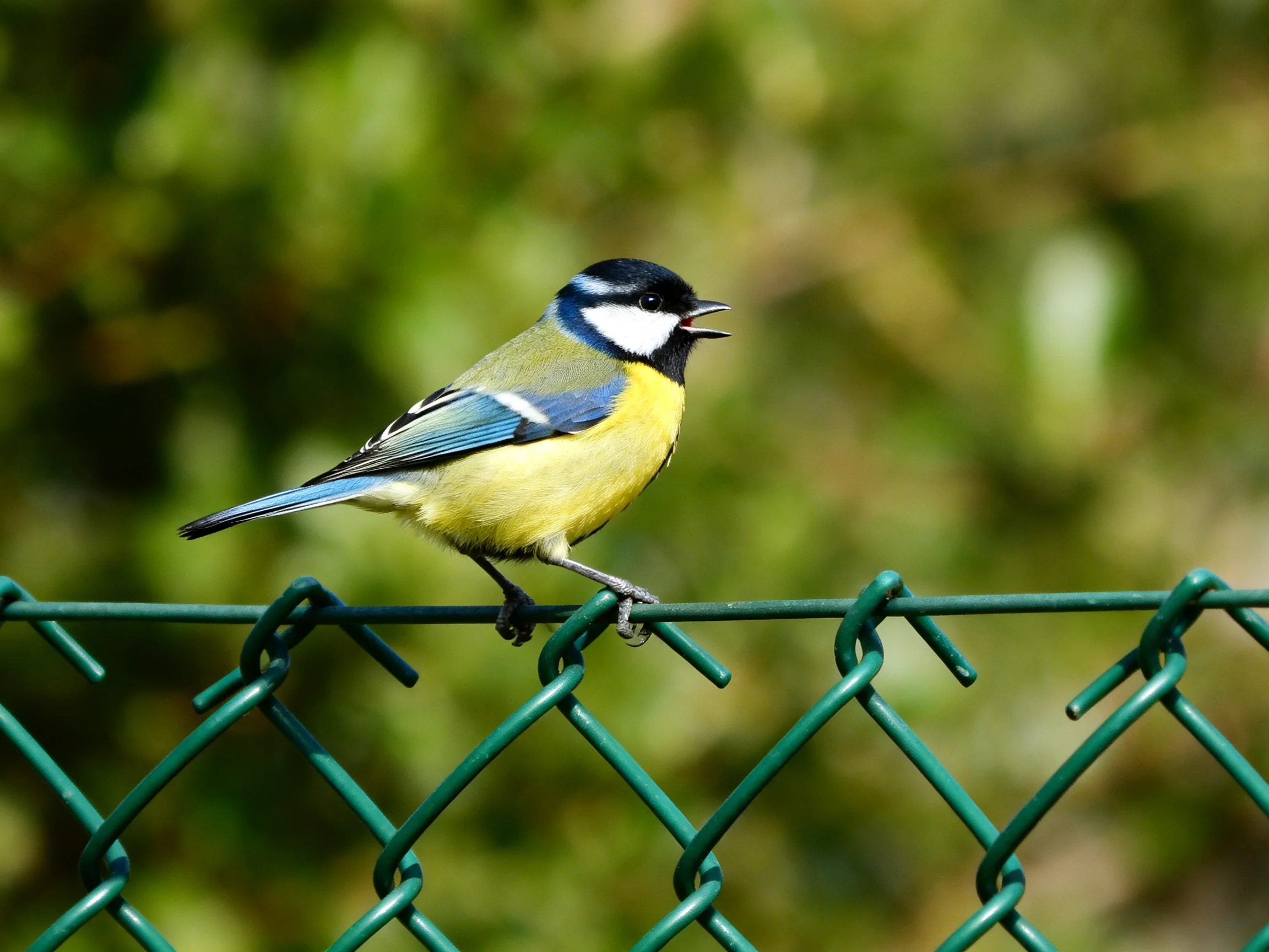 A colorful bird perched on a green chain-link fence