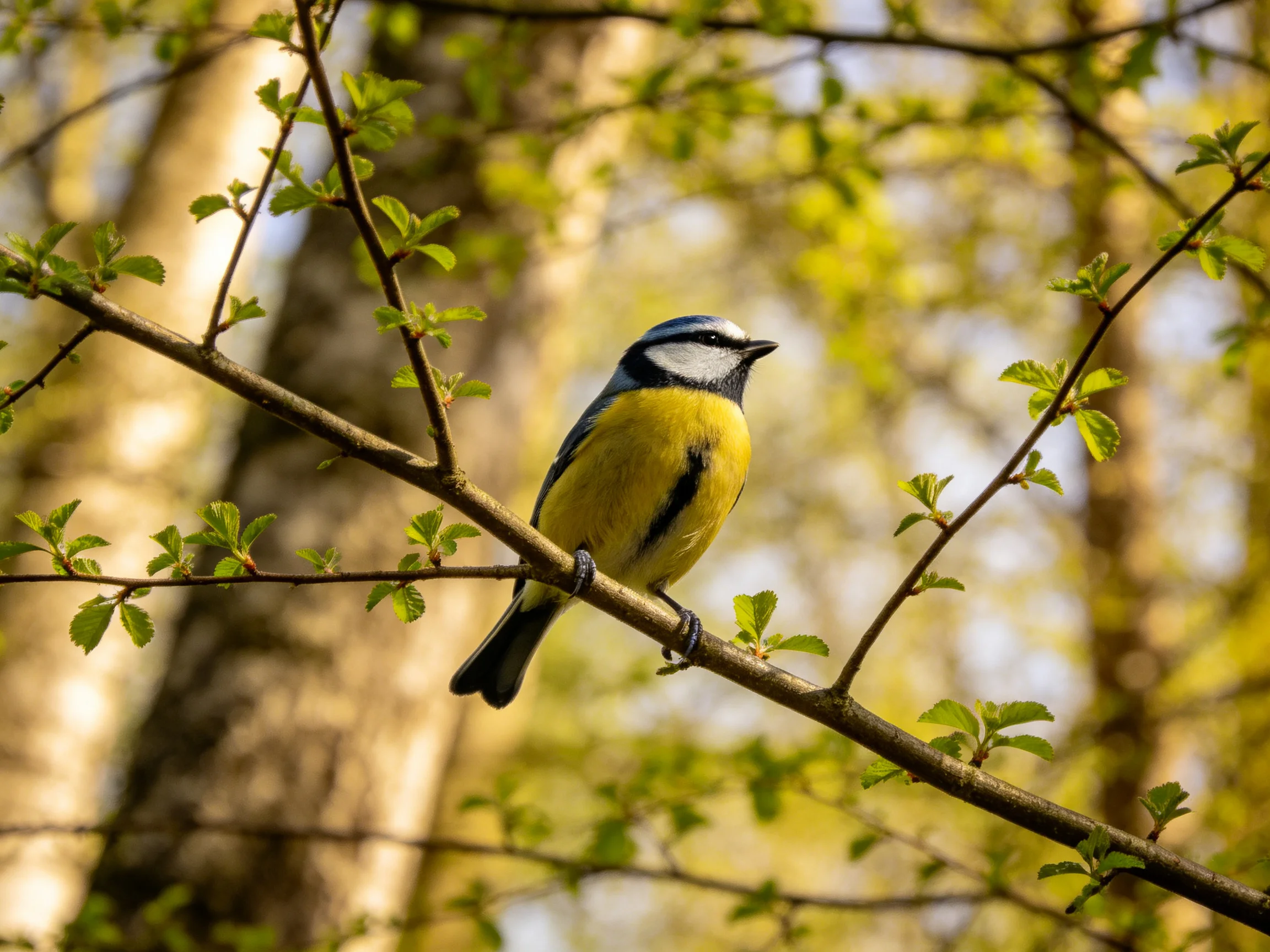 A colorful bird perched on a leafy tree branch