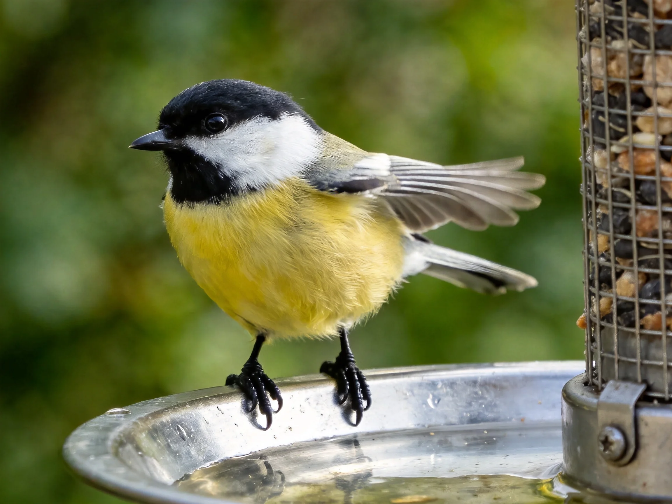 A colorful bird perched on a metal dish near a seed feeder