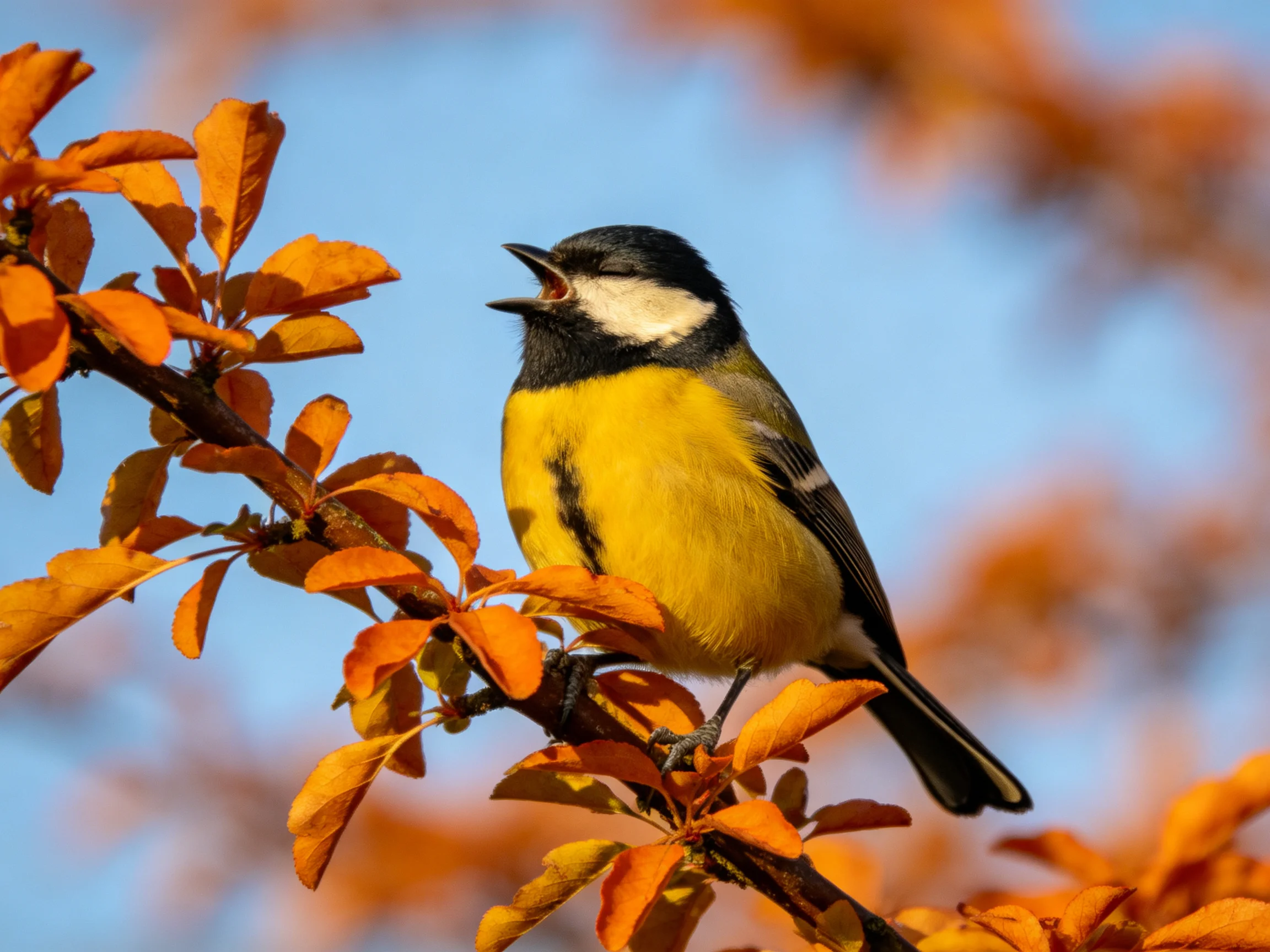 A brightly colored bird sings while perched on orange-hued fall foliage.