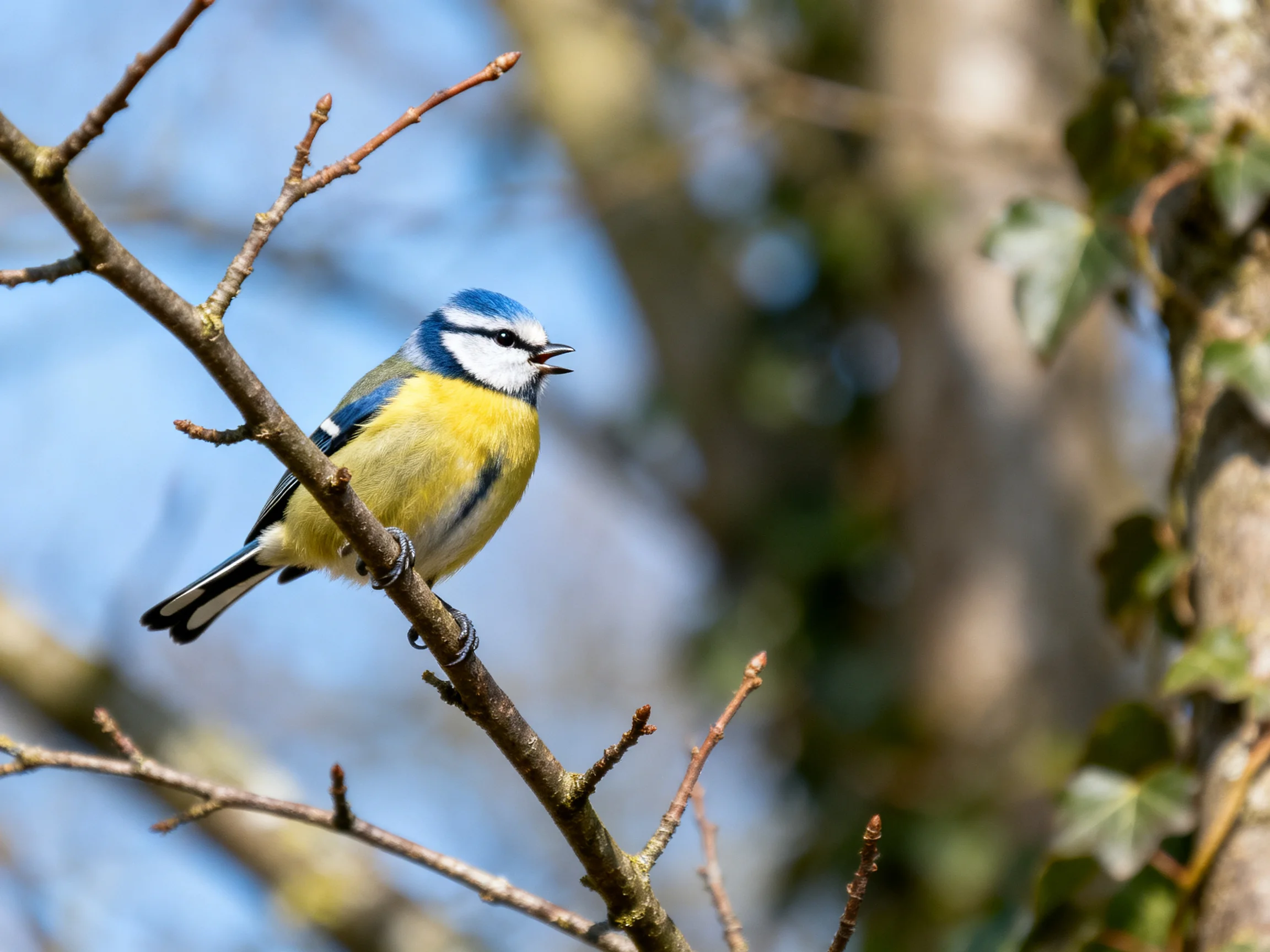 A colorful blue-headed bird perched on a bare tree branch