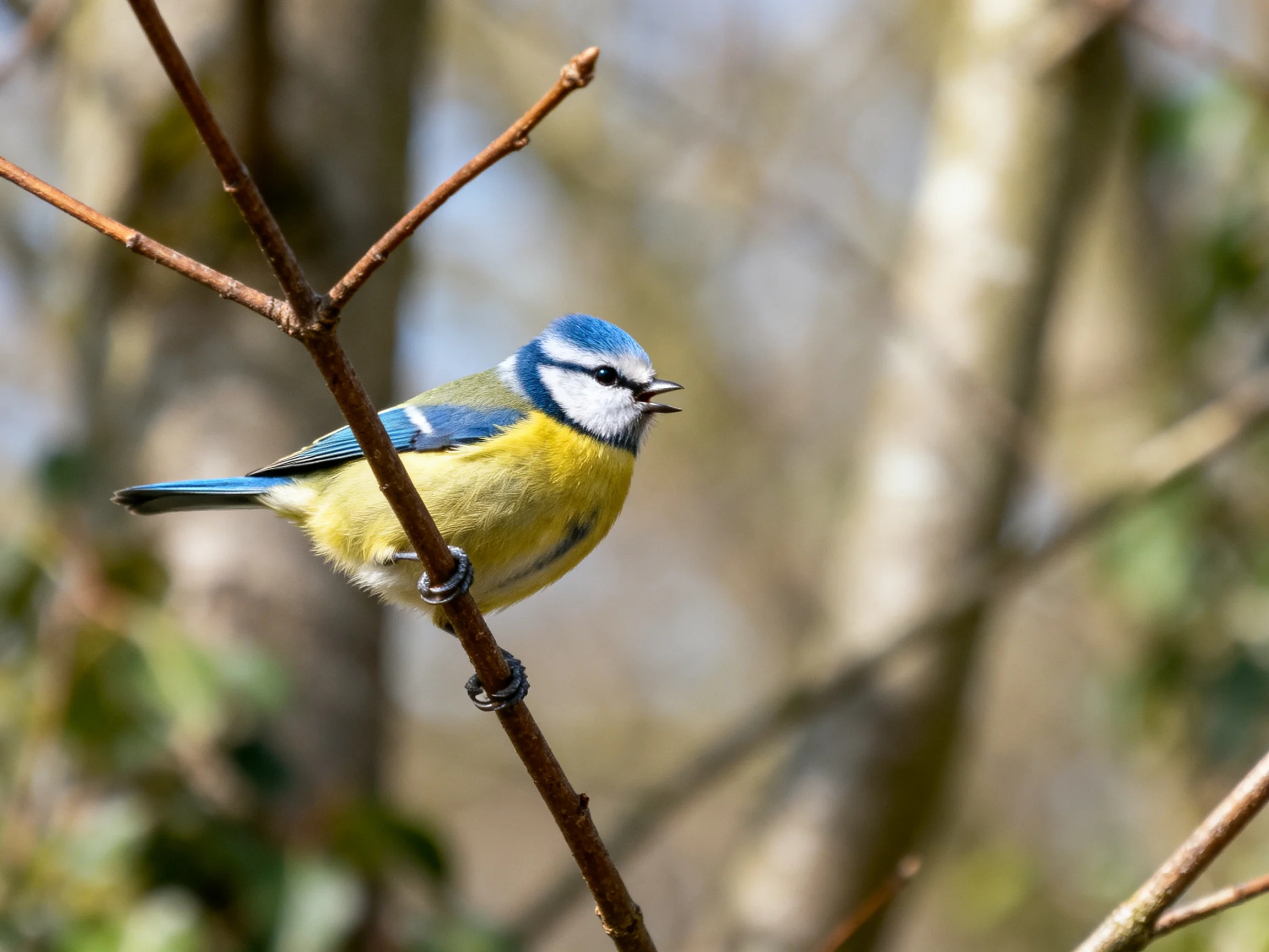 A colorful blue-headed bird perched on a slender brown branch