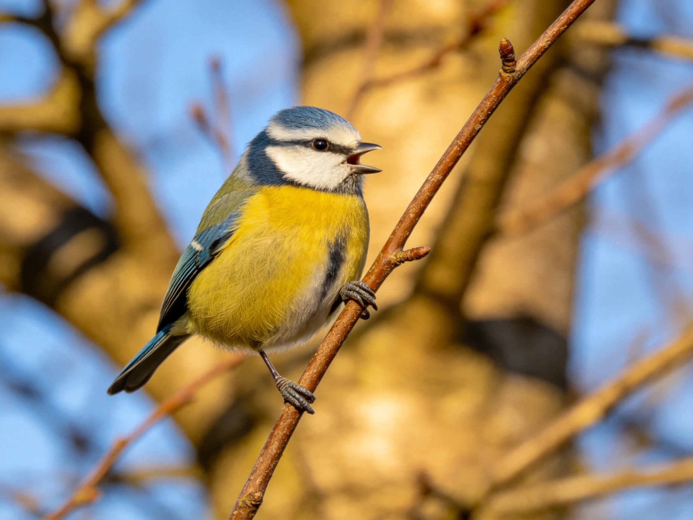 A colorful blue-headed bird perched on a thin brown branch