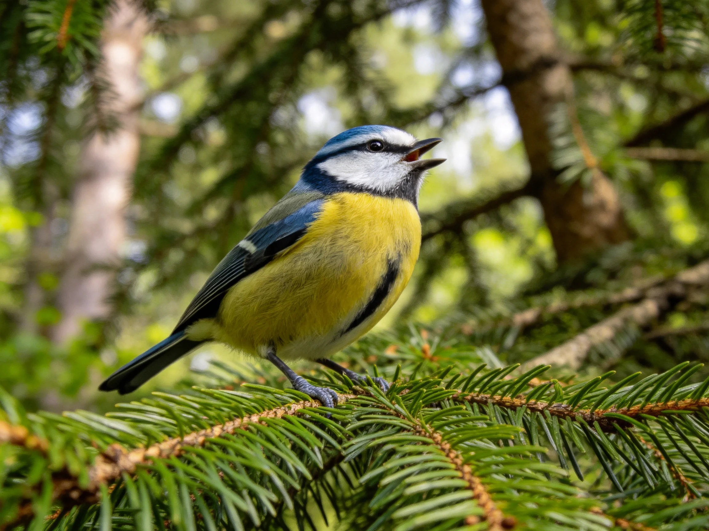 A colorful blue-headed bird perched on green pine branches