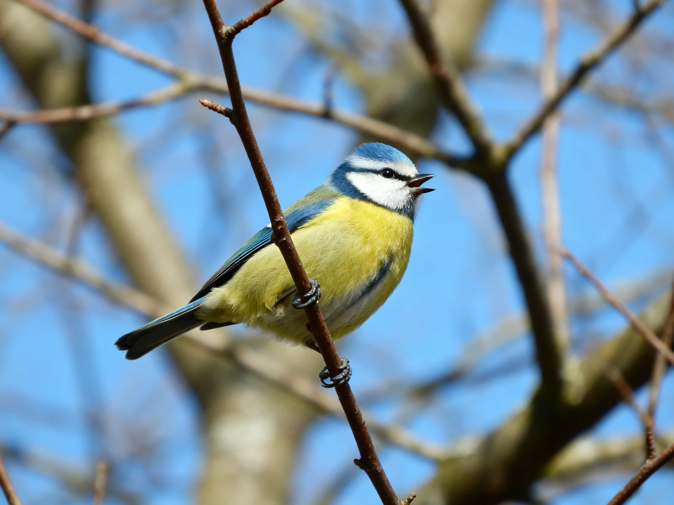 A colorful blue tit perched on a bare tree branch