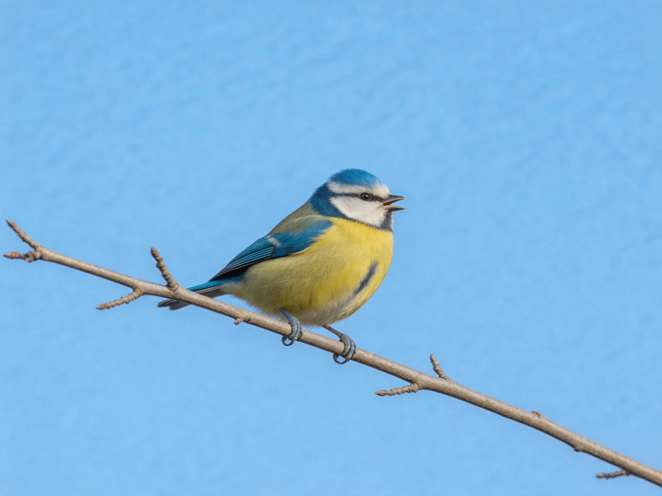 A colorful blue tit perched on a bare tree branch
