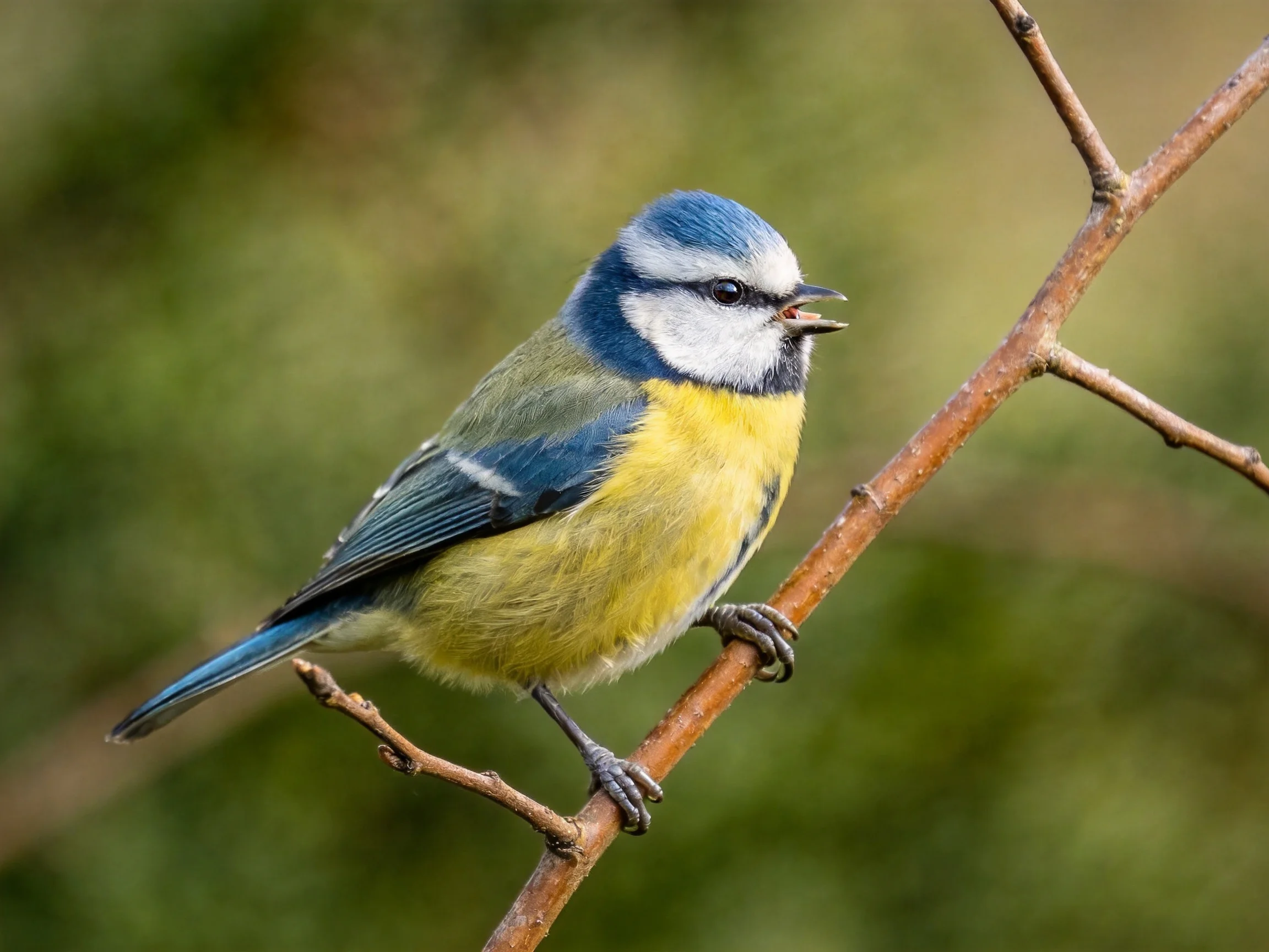 A colorful blue tit perched on a slender brown branch