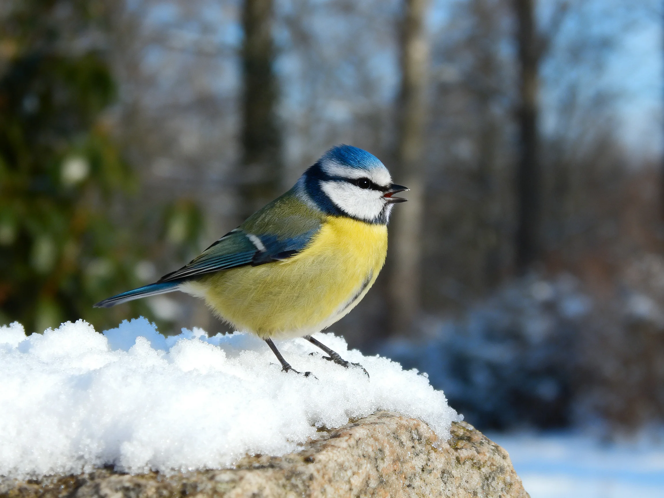 A colorful blue tit perched on snowy rock in winter forest