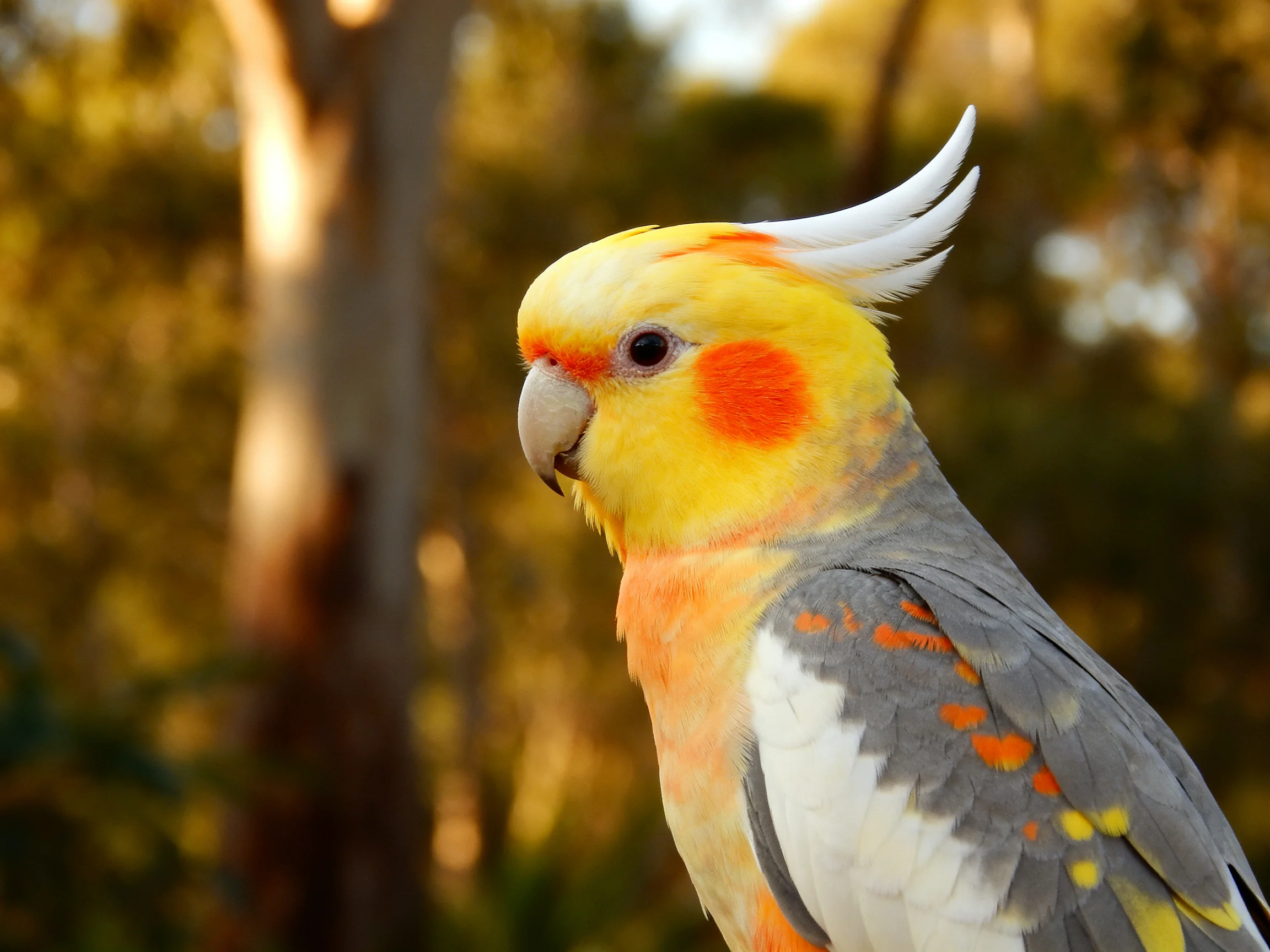 A colorful cockatoo with yellow, orange, and gray plumage