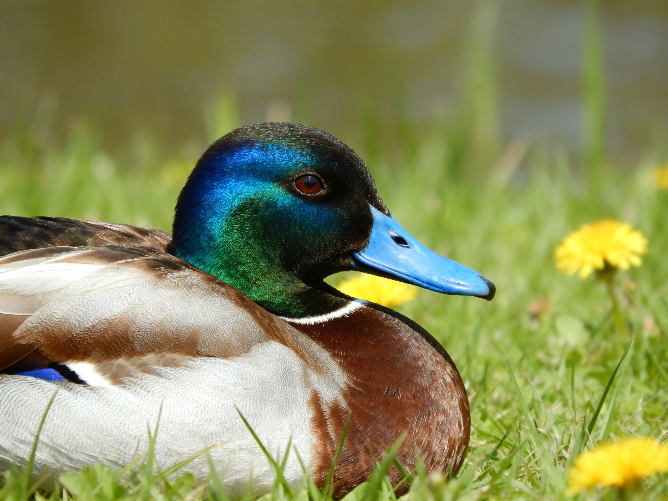 A colorful duck rests near yellow flowers in a grassy area.