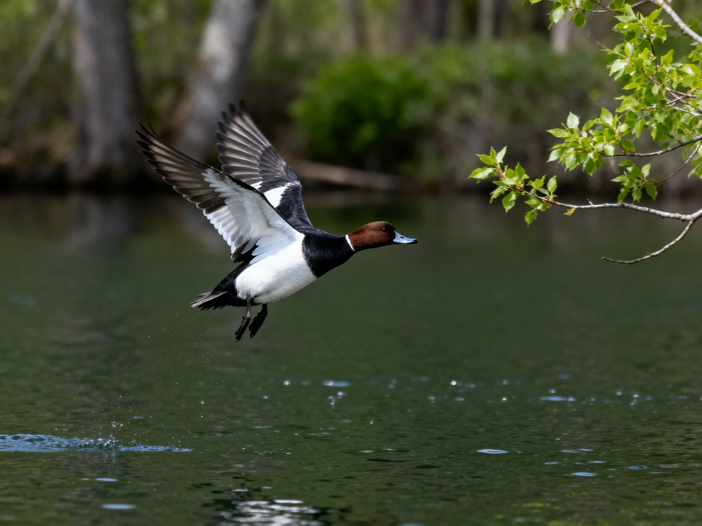 A colorful duck with brown head flies low over calm water near tree-lined shore