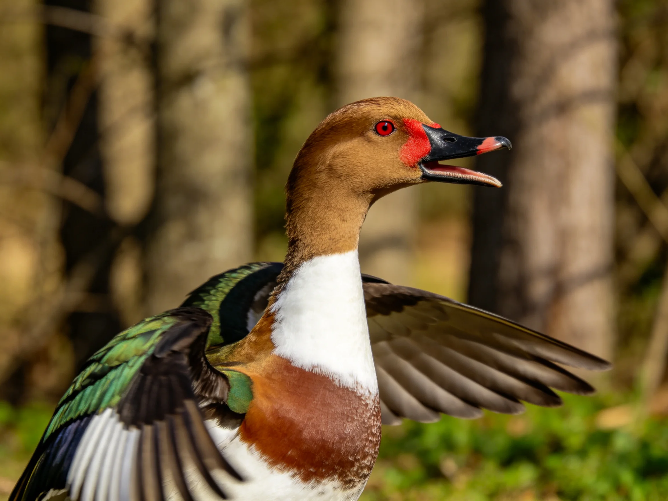 A vibrantly plumed duck spreads its wings in a forested area.