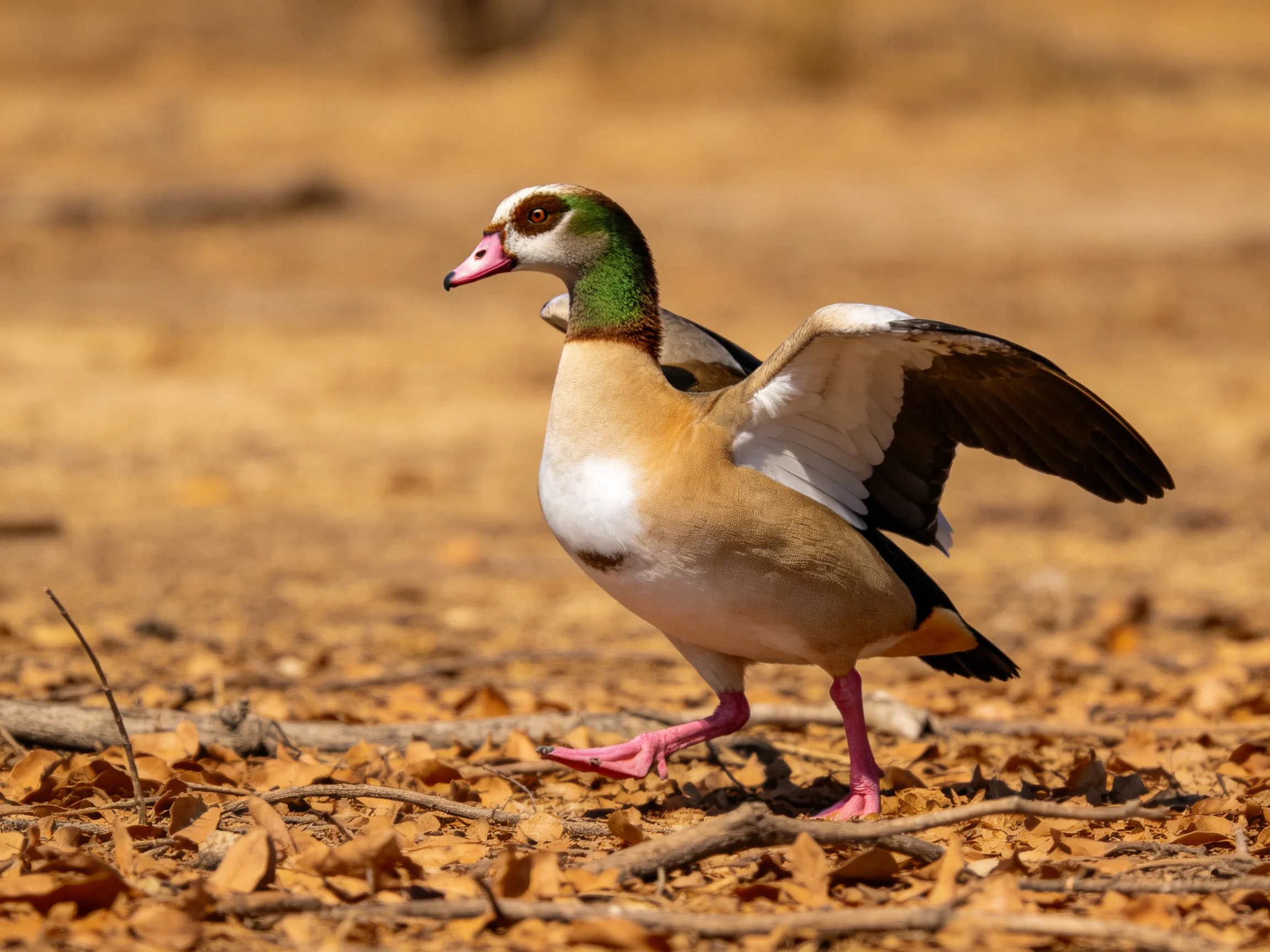 A colorful duck with green neck, pink beak walking on dry ground