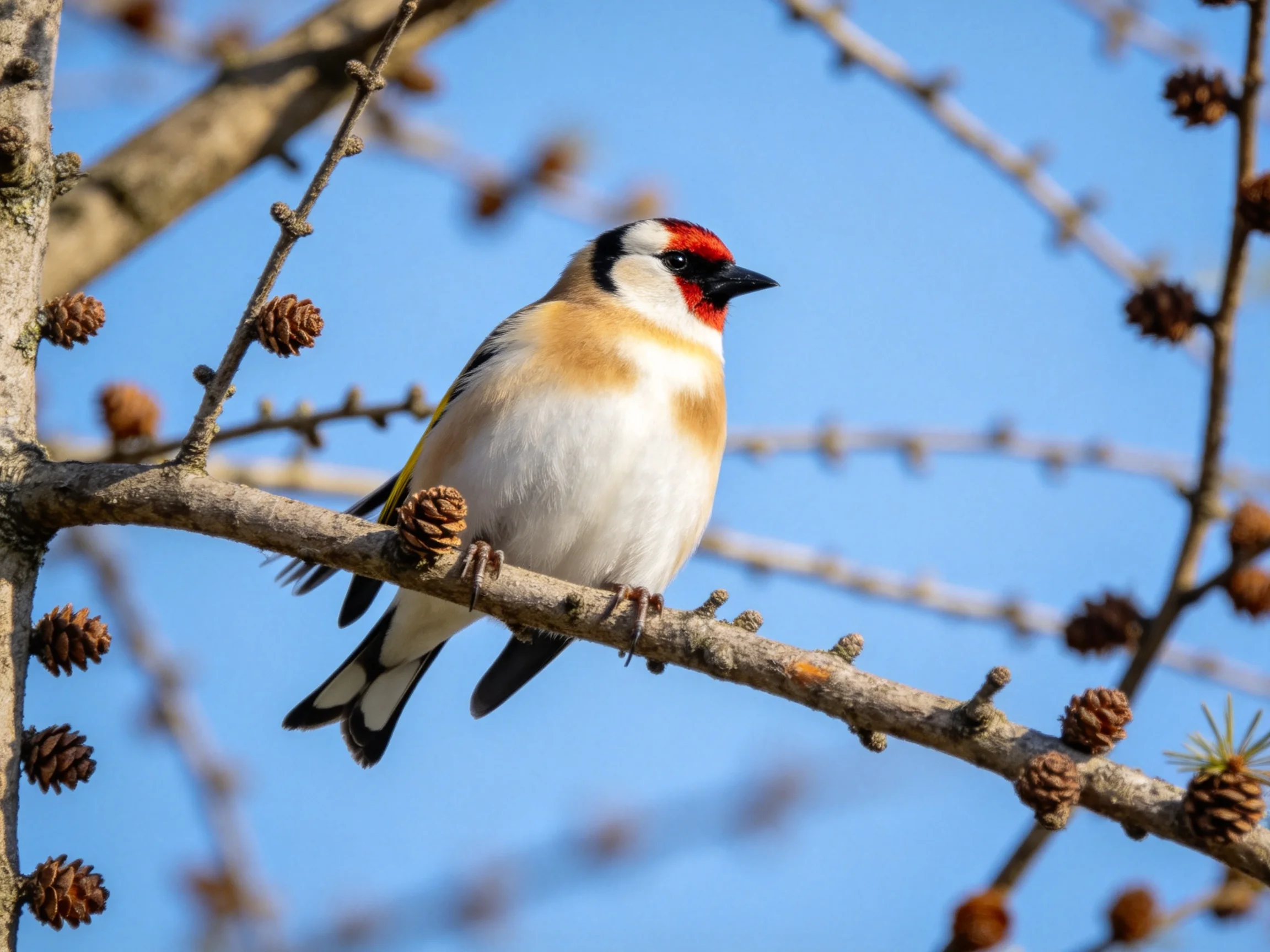 A colorful finch perched among pinecones on a tree branch
