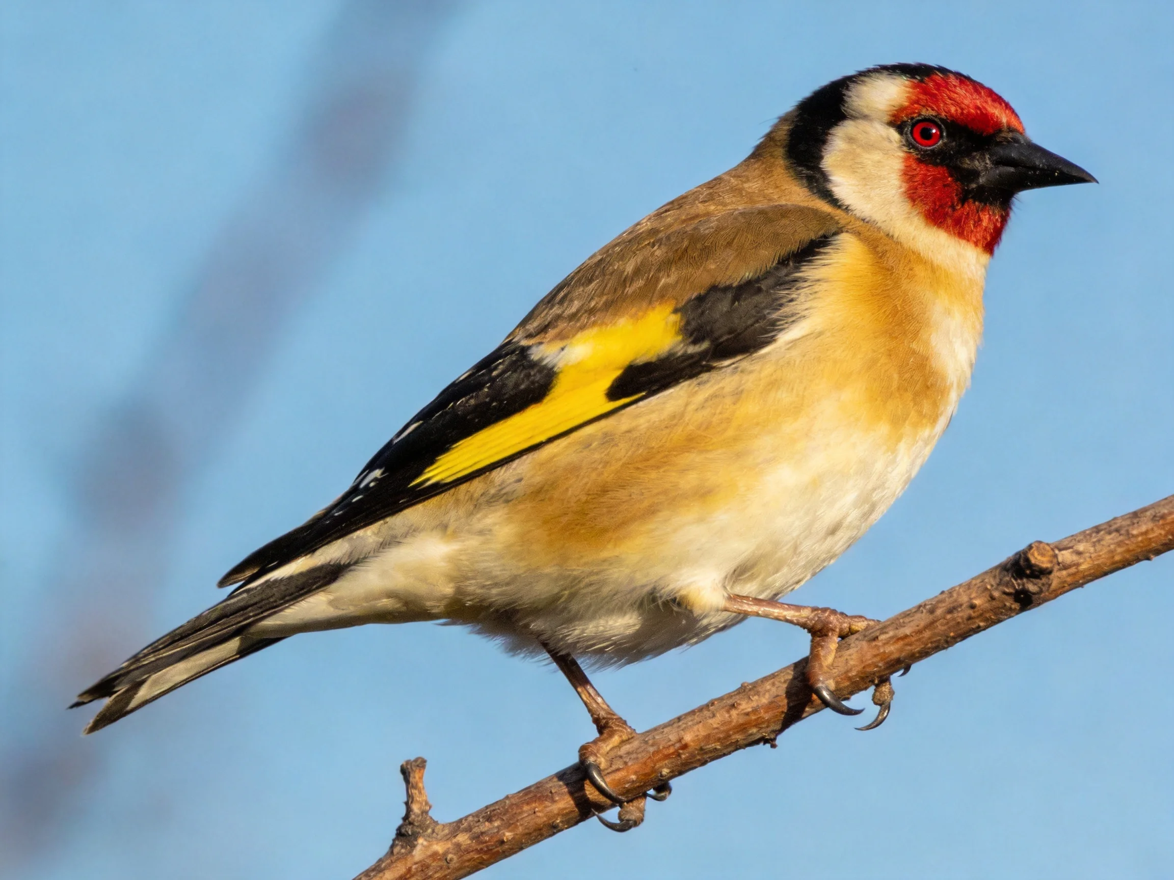 A colorful finch with red head, yellow wing patches, perched on a branch