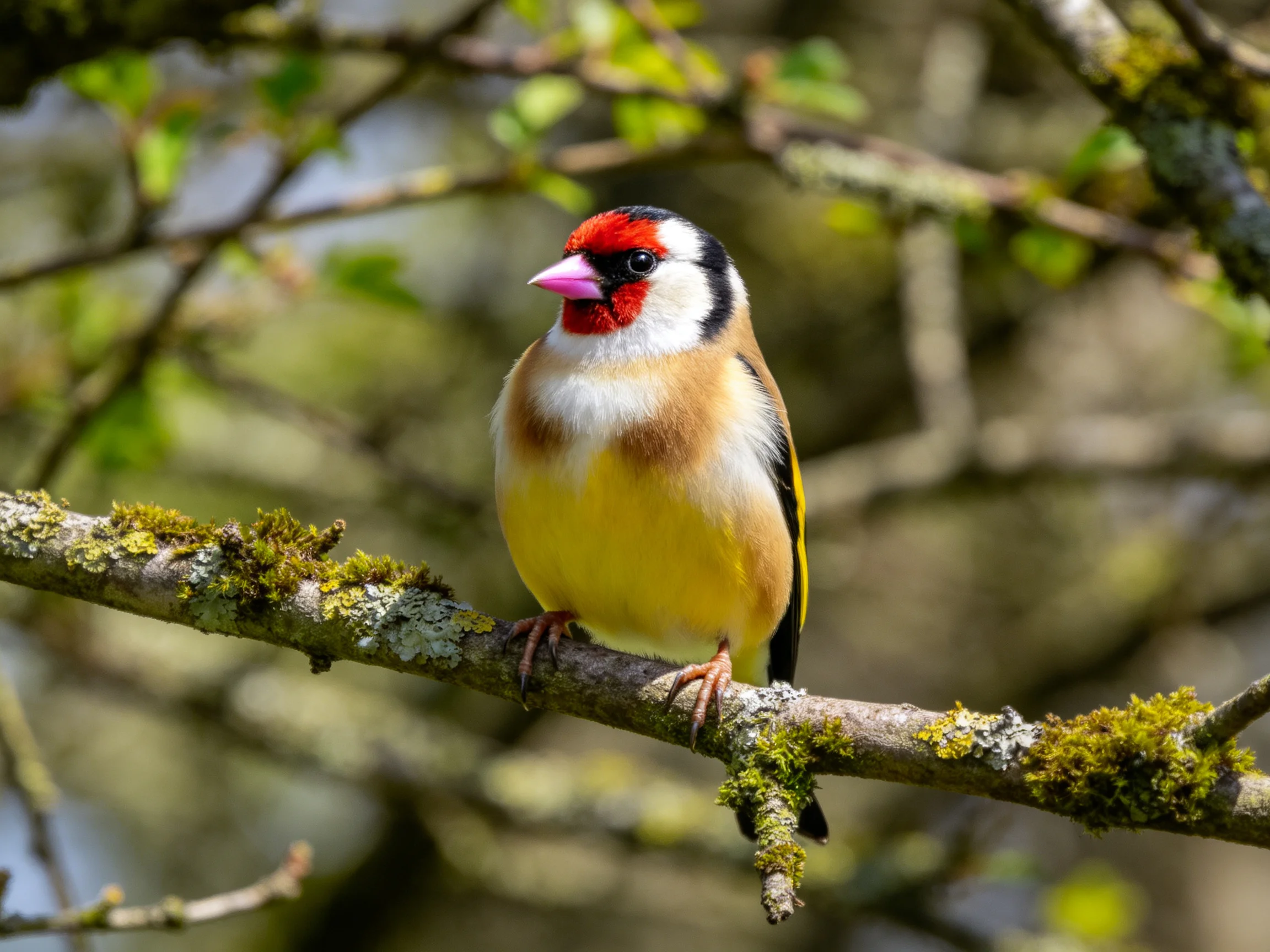 A colorful goldfinch perched on a mossy branch
