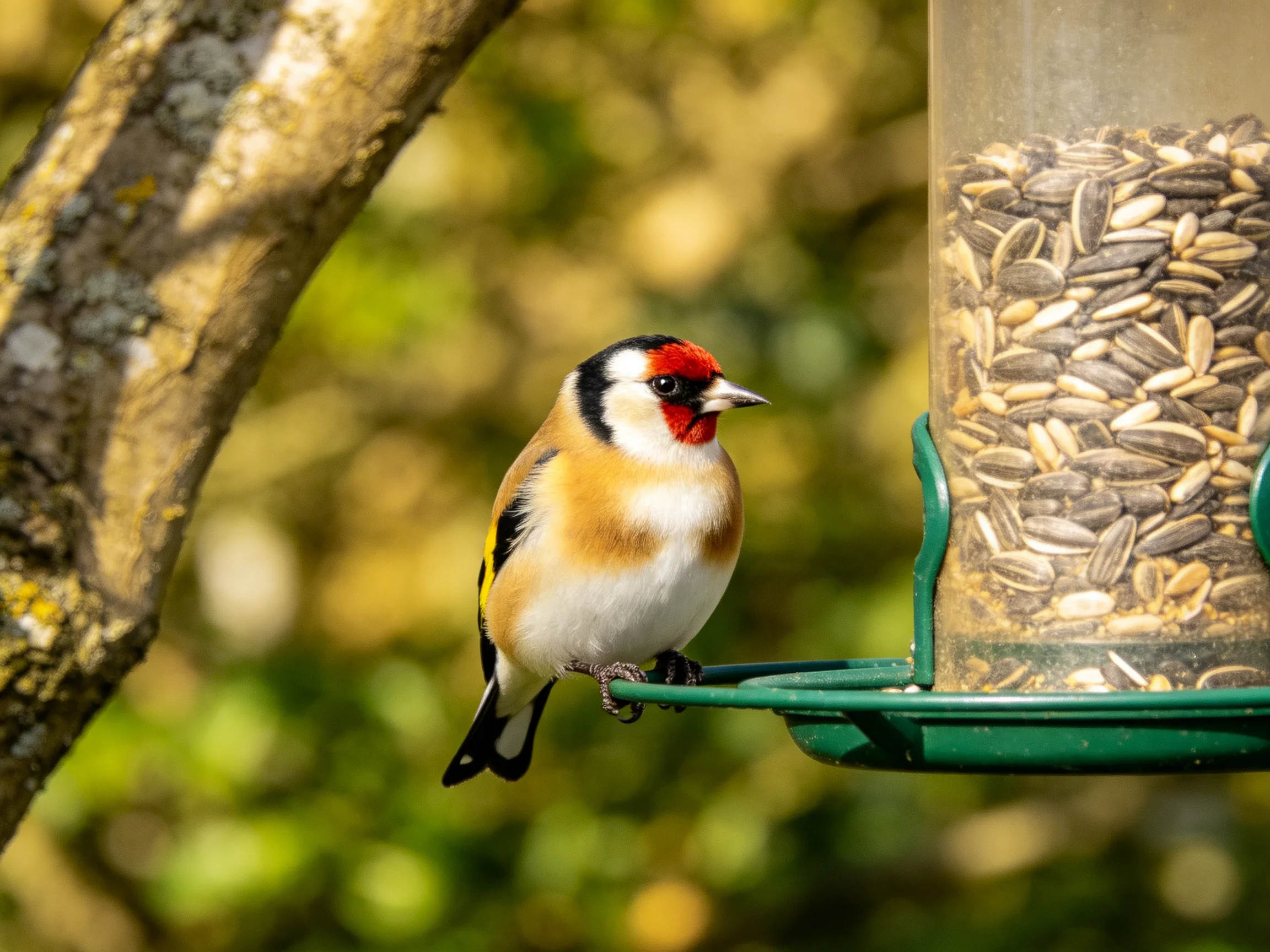A colorful goldfinch perches on a seed-filled bird feeder near a lichen-covered tree