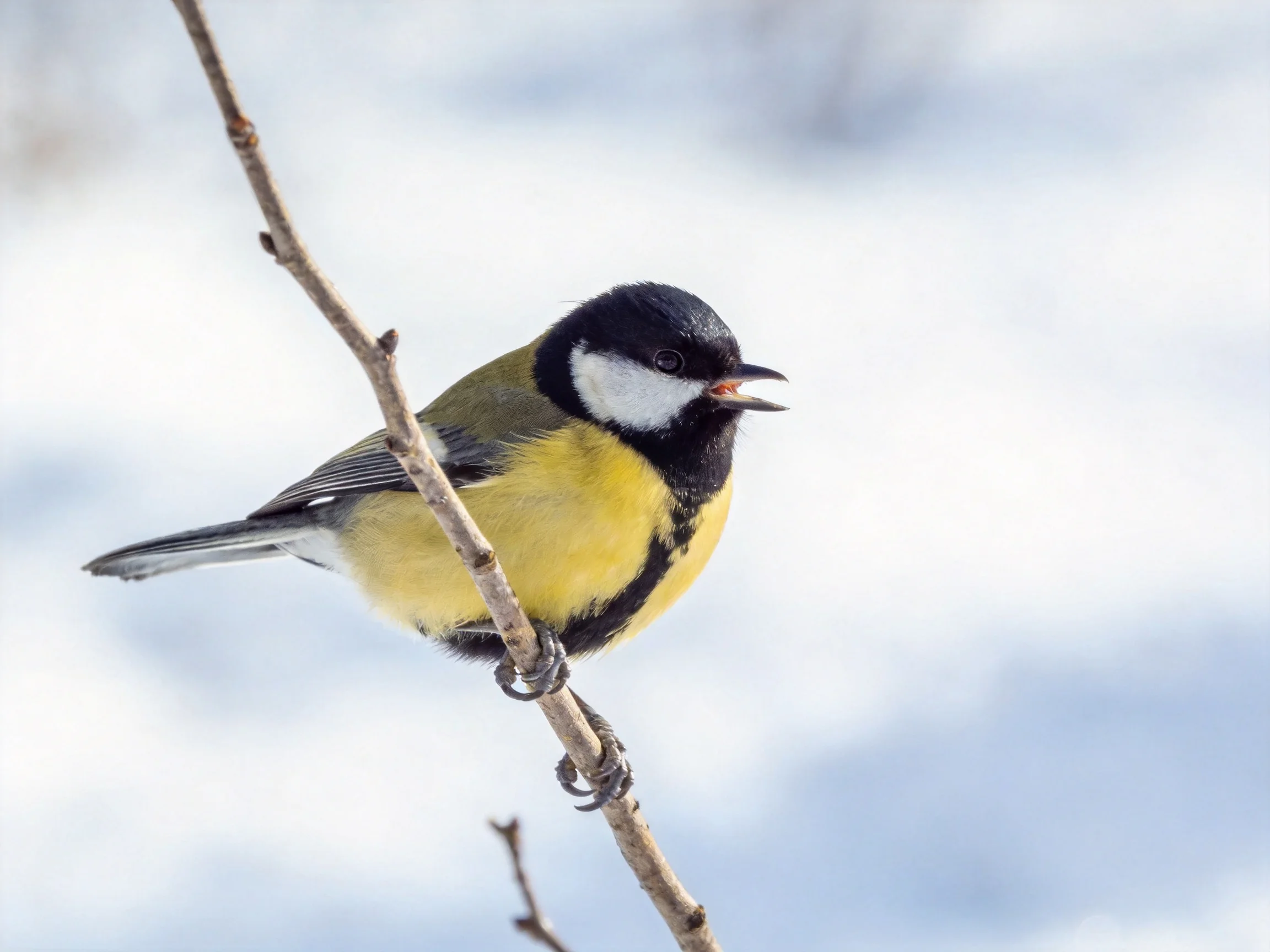 A colorful great tit perched on a slender winter branch
