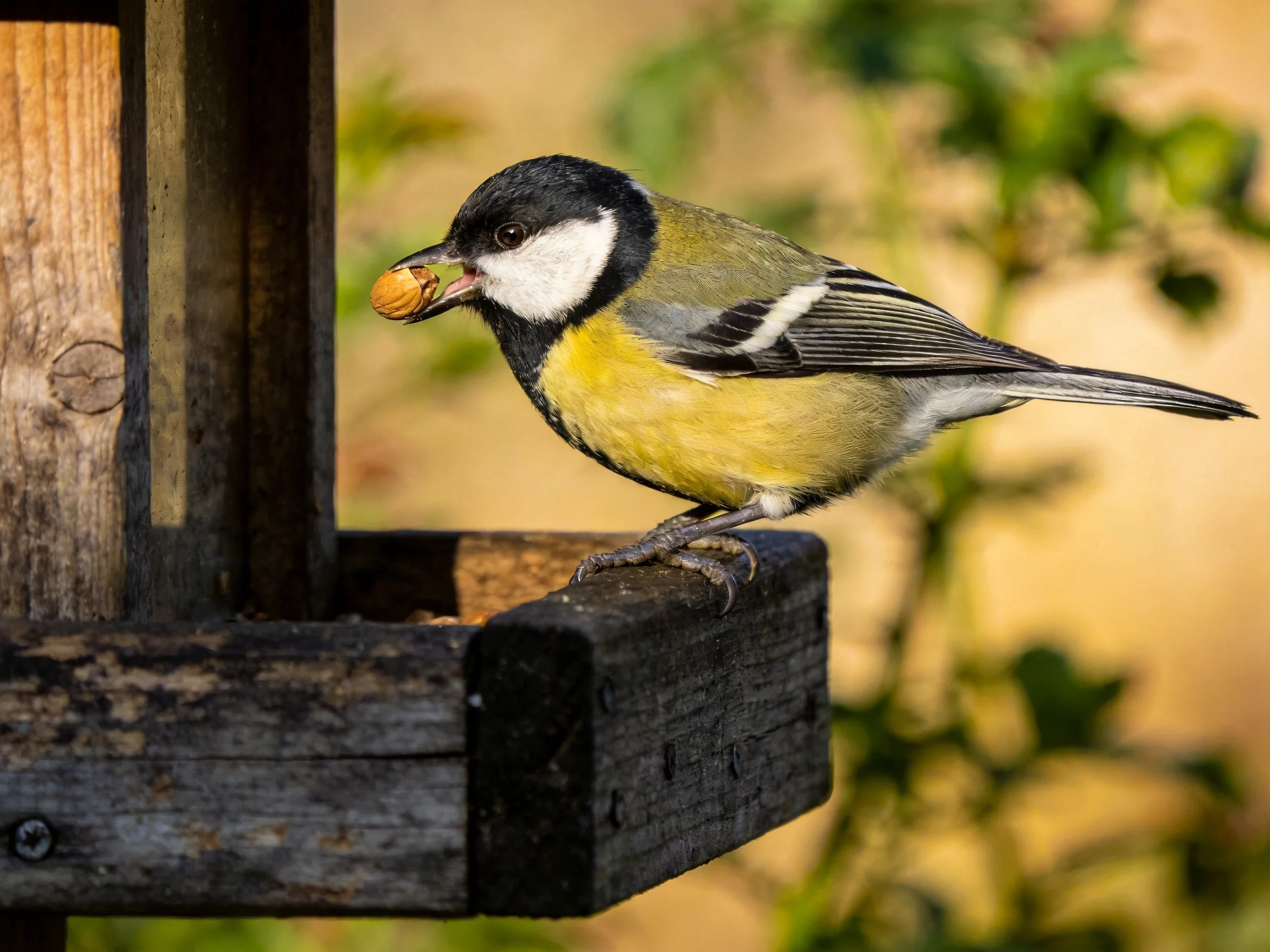 A colorful great tit perched on a weathered wooden feeder with a seed