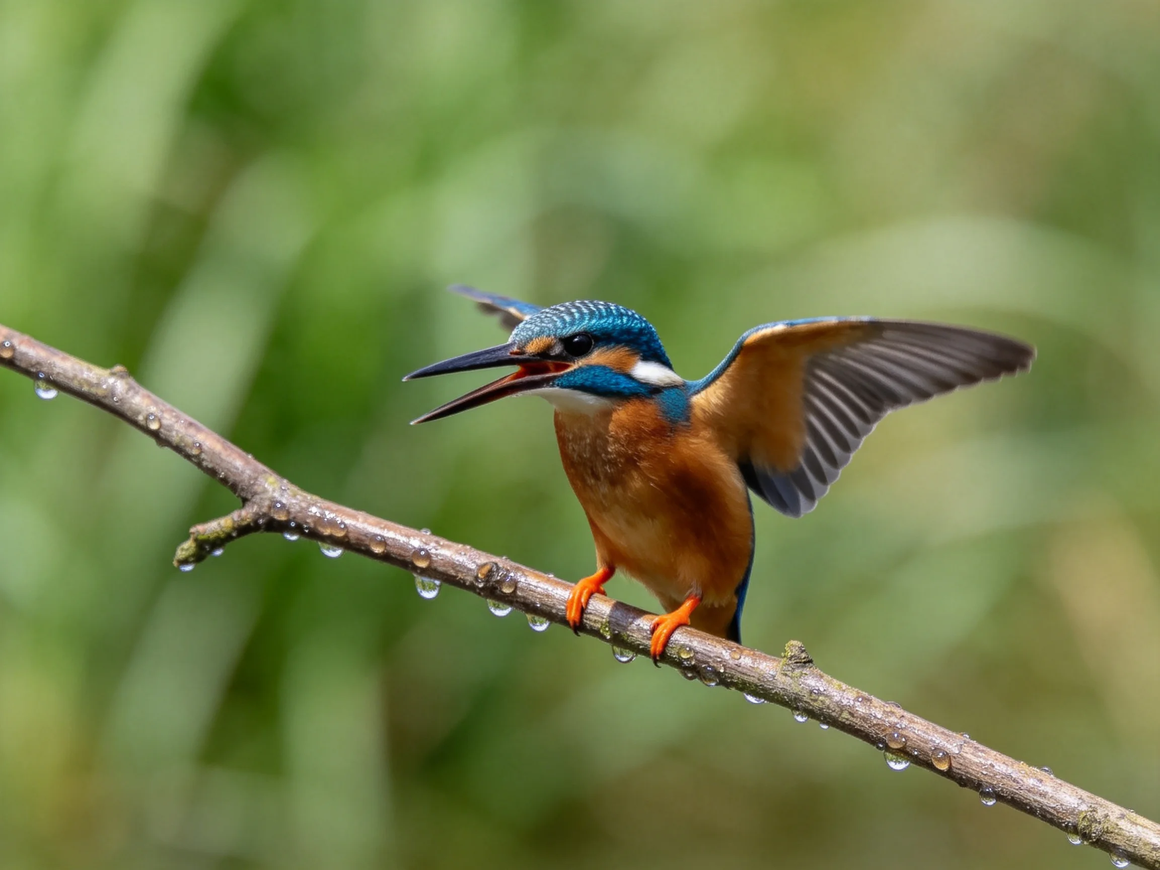A colorful kingfisher perches on a dewy branch with outstretched wings