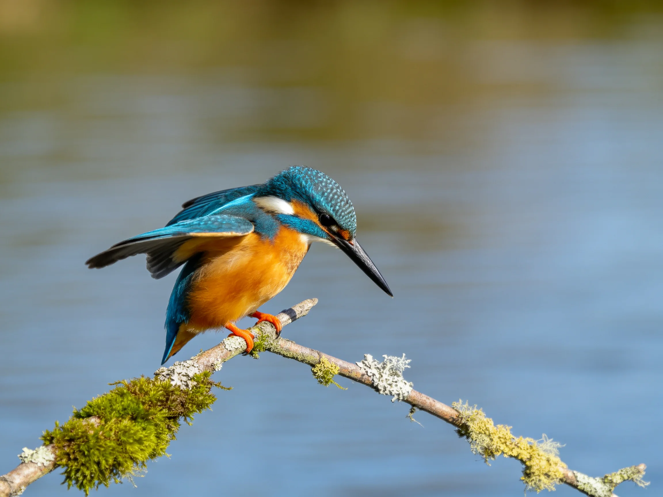 A colorful kingfisher perches on a moss-covered branch by calm water