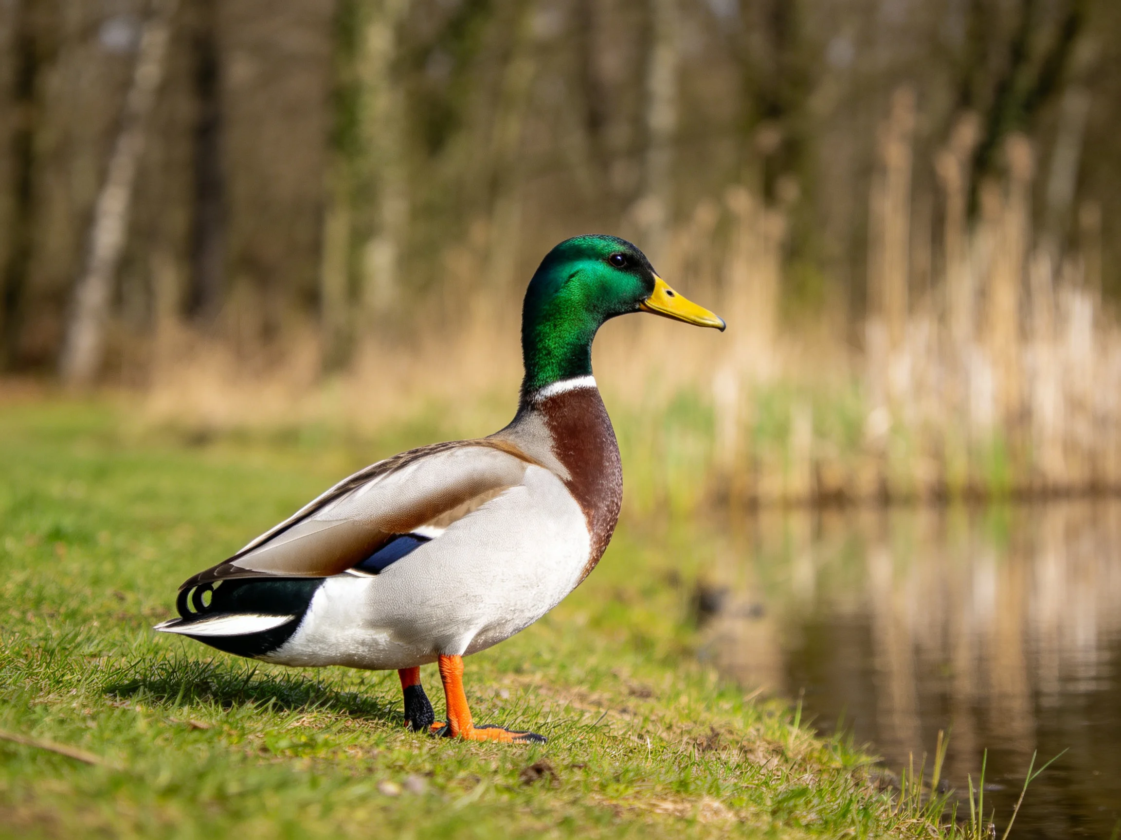 A colorful mallard duck by a calm water edge