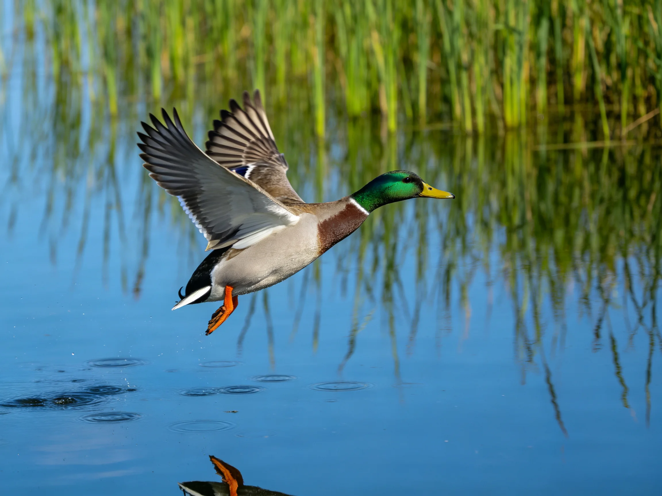 A colorful mallard duck flies over calm blue water near tall green reeds
