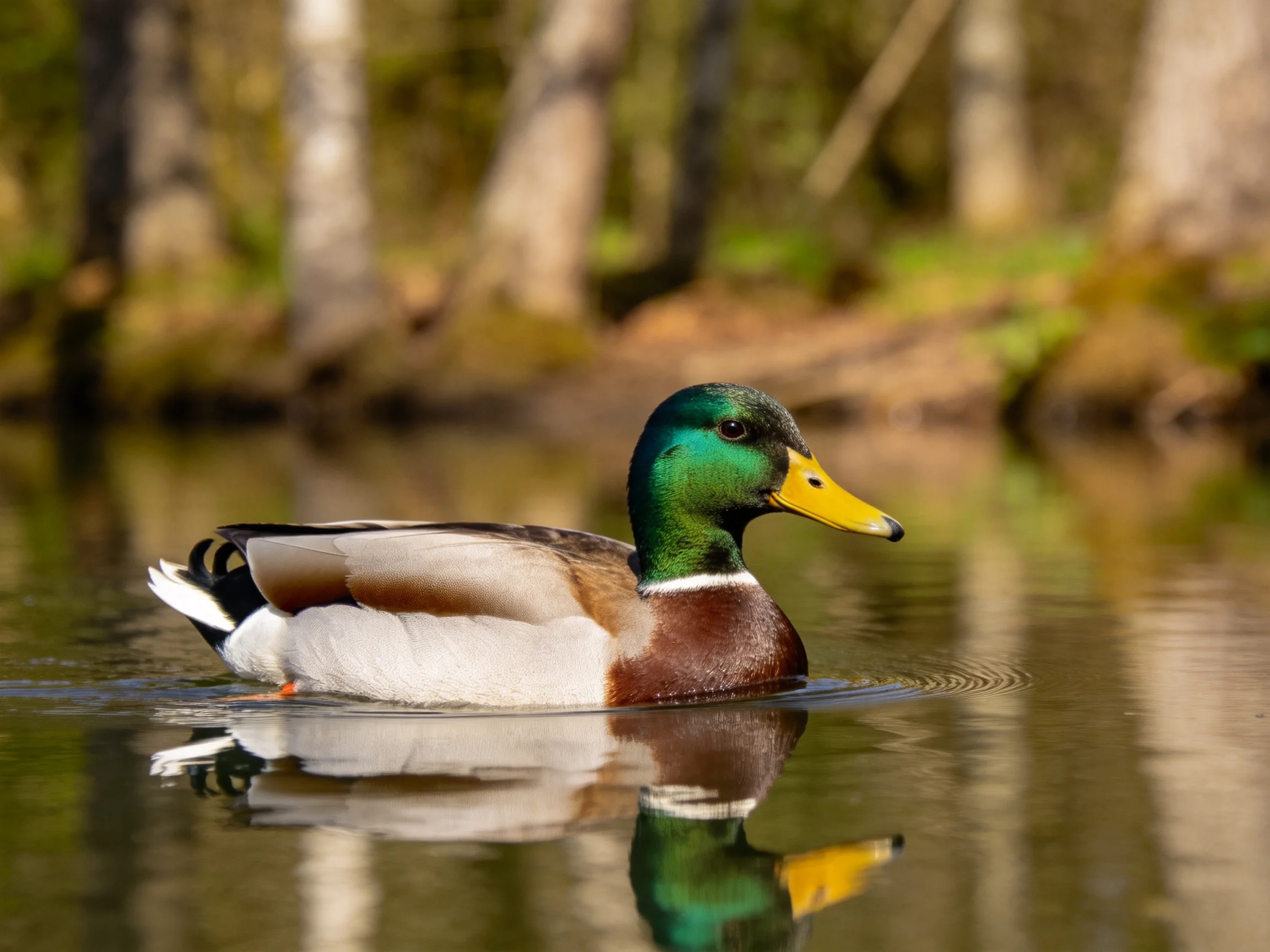 A colorful mallard duck gliding on calm water near forested shore