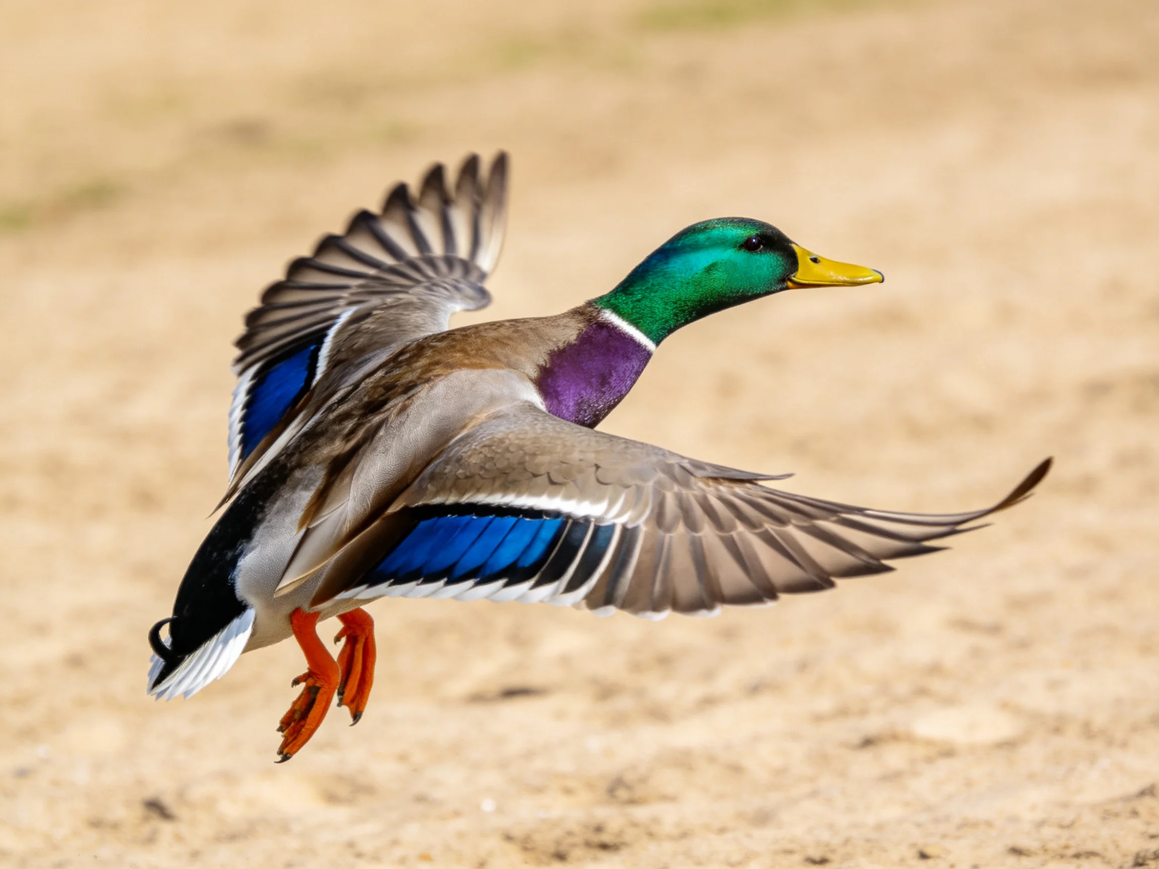 A colorful mallard duck in mid-flight over sandy terrain