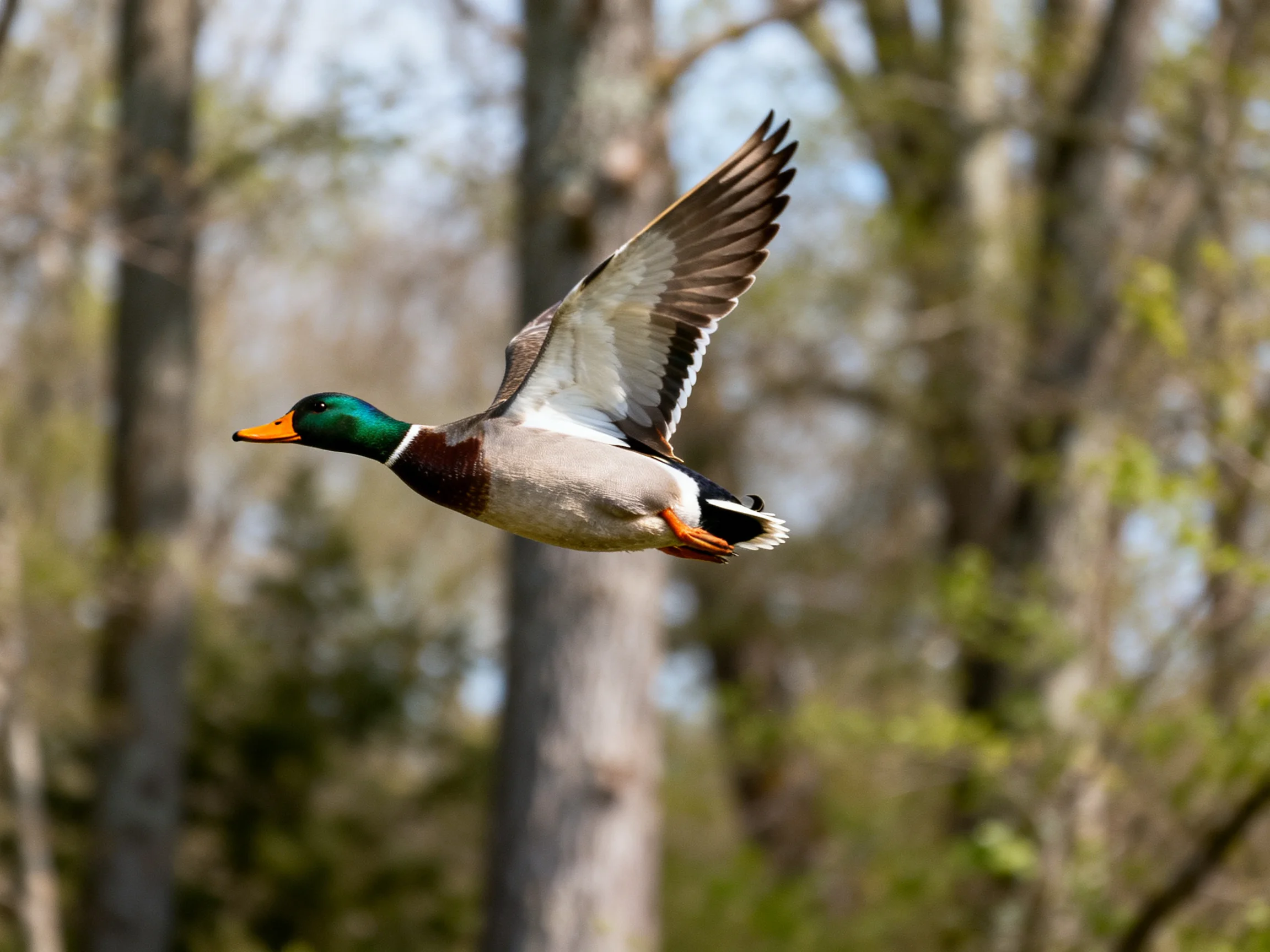 A colorful mallard duck soaring through a wooded area