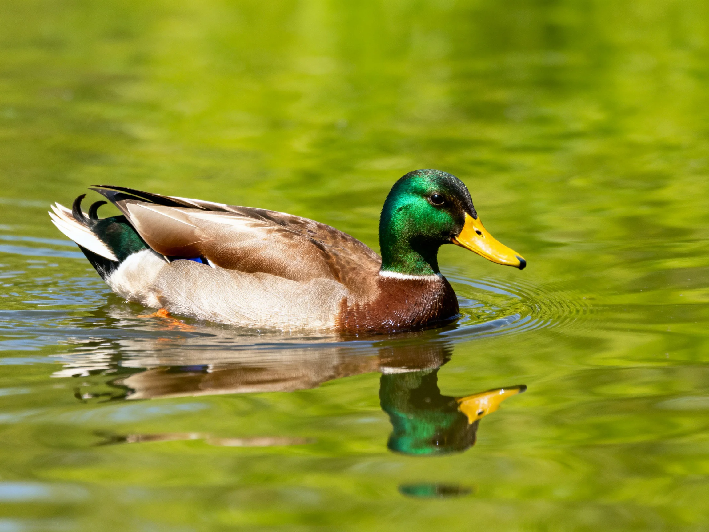 A colorful mallard duck swims in green water