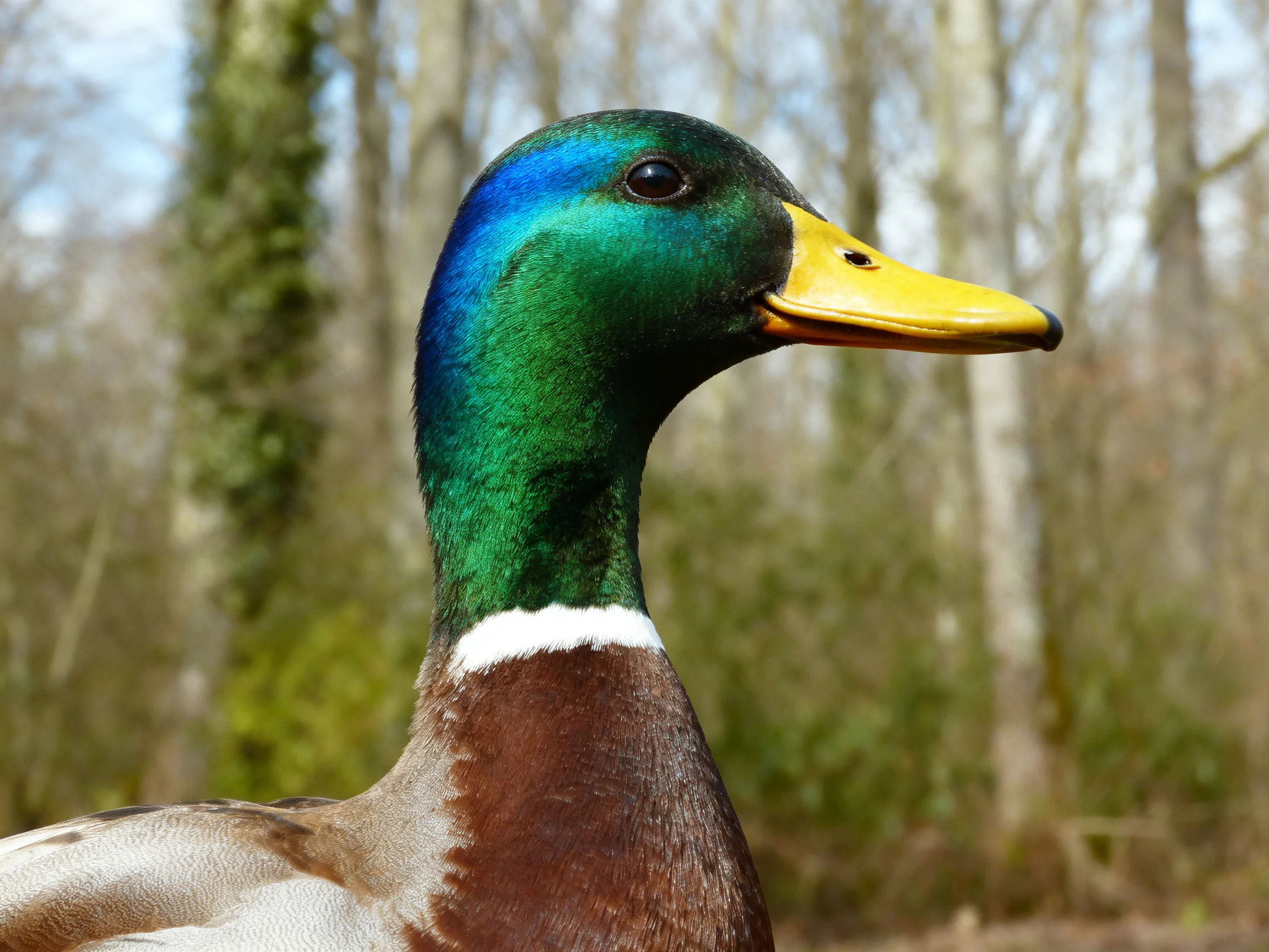 A colorful mallard duck with iridescent blue-green head