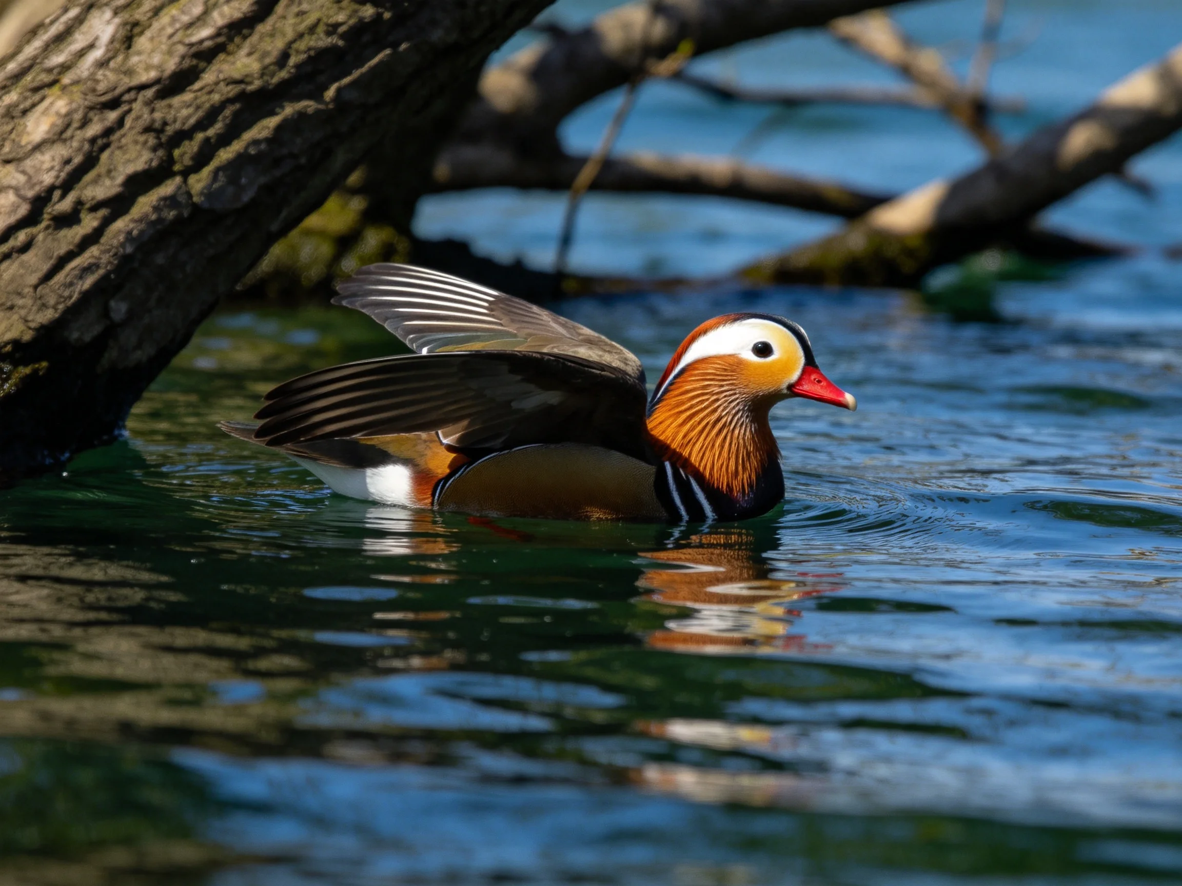 A colorful mandarin duck swims near a large tree trunk in calm water