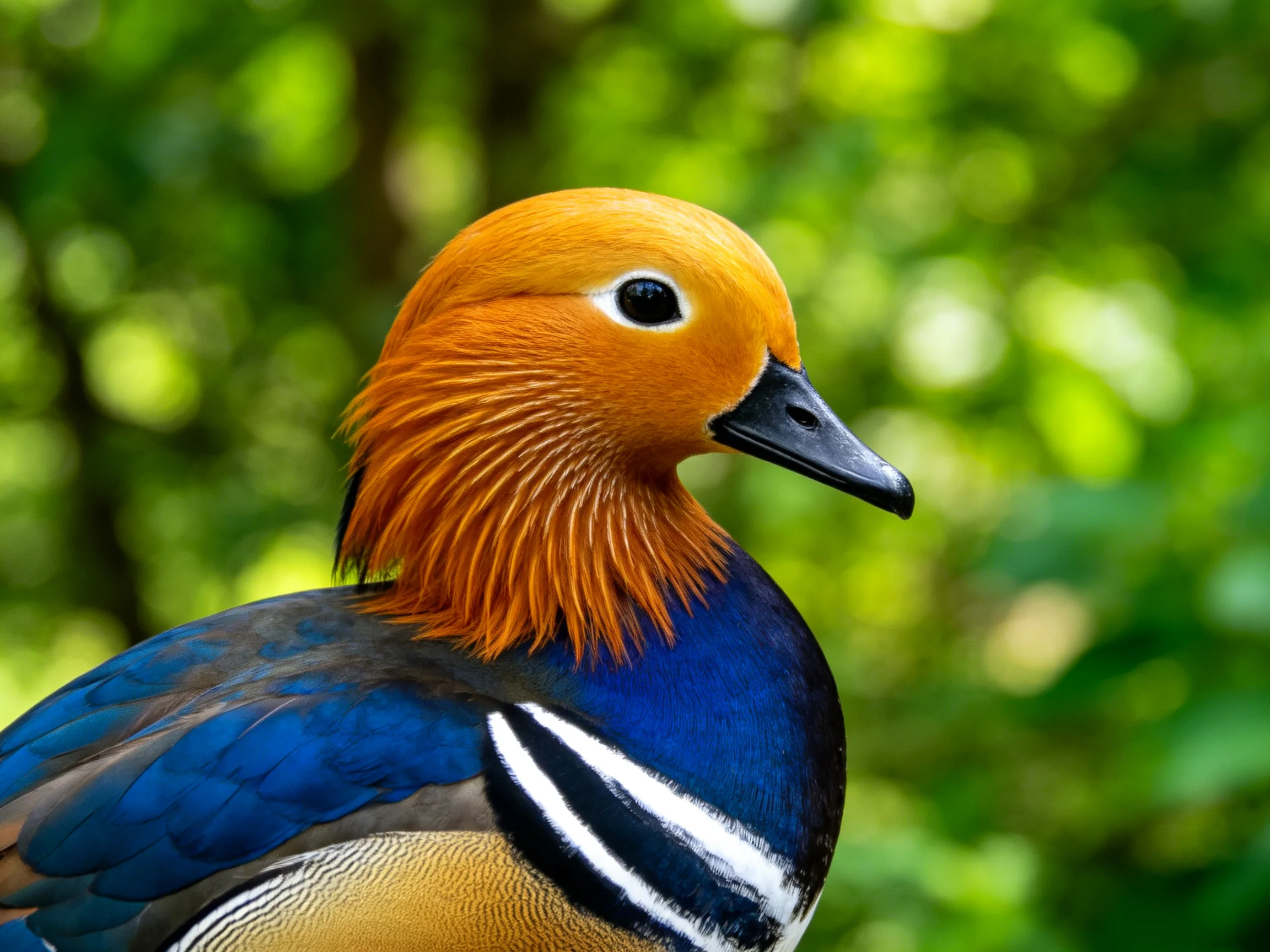 A colorful mandarin duck with orange head and blue wings