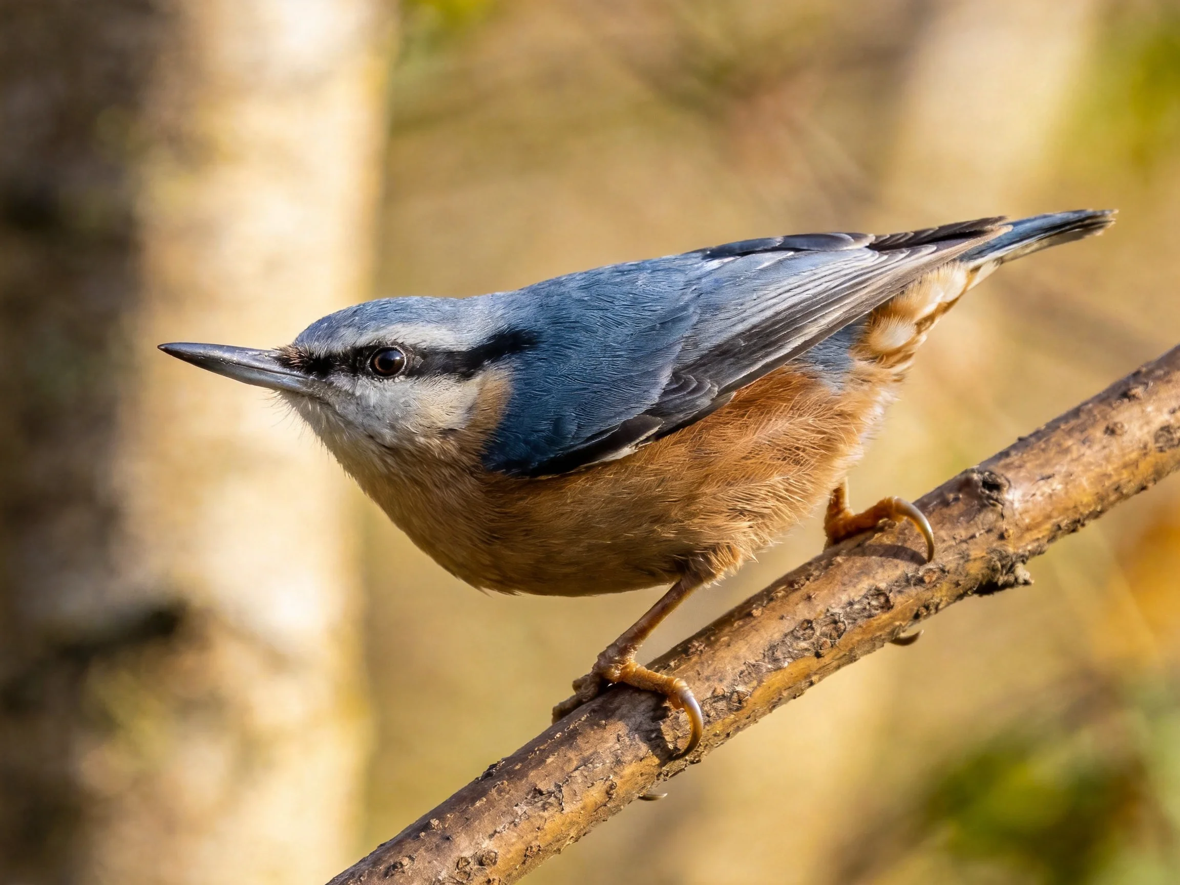 A colorful nuthatch perched on a tree branch