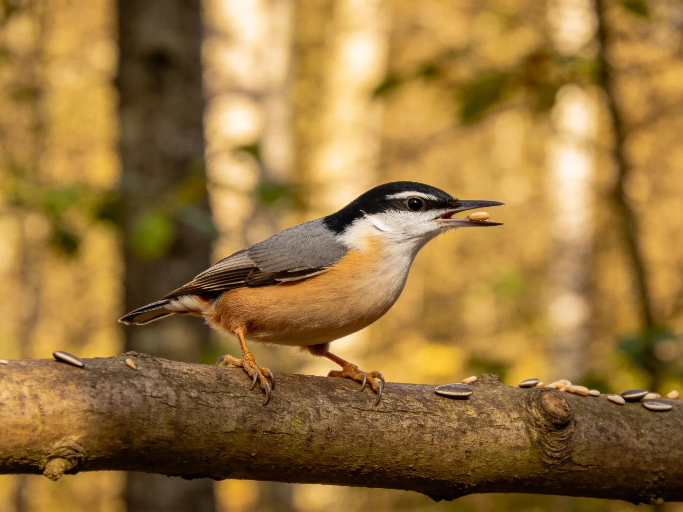 A colorful nuthatch perched on a wooden branch with scattered seeds