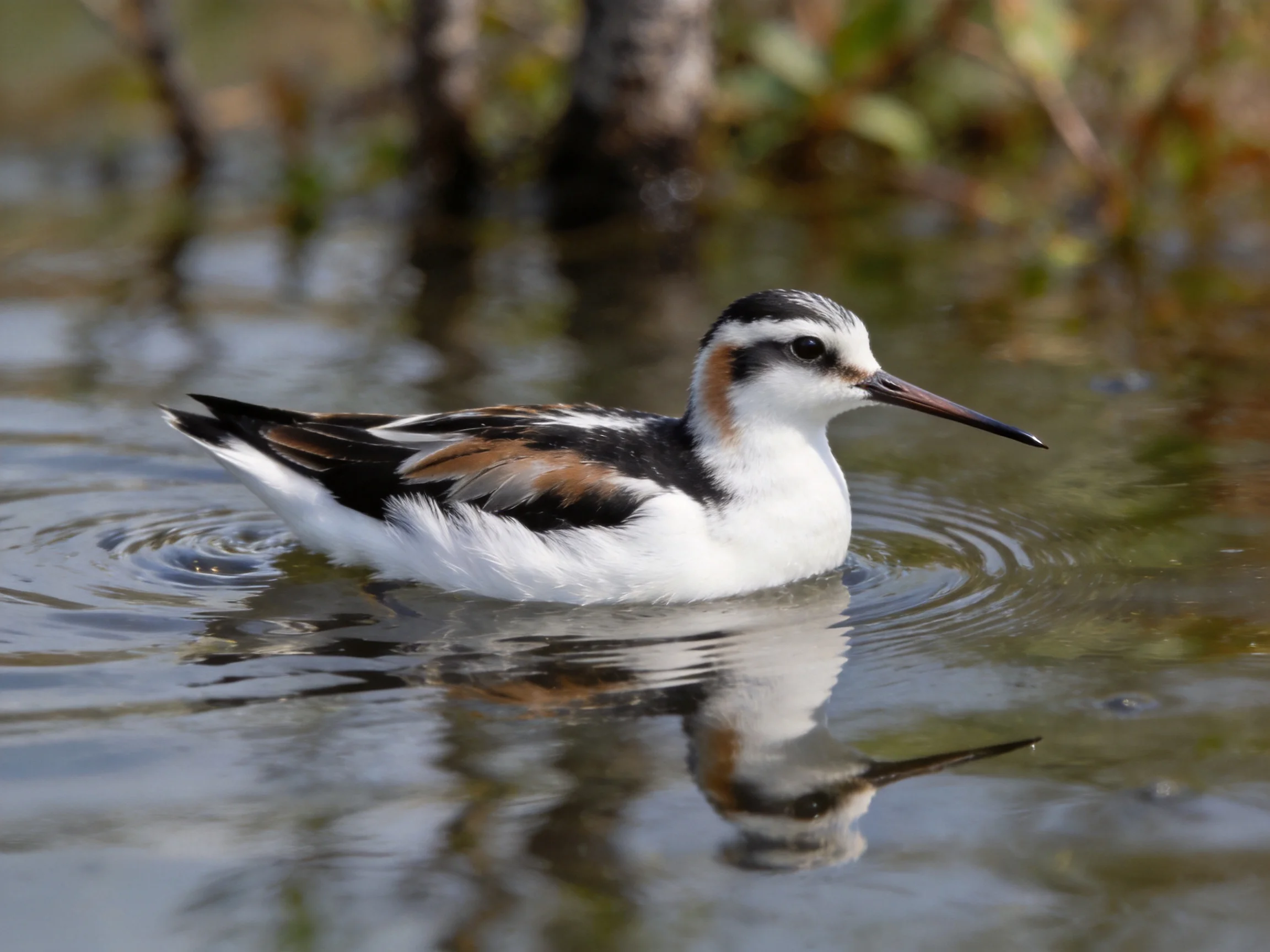A colorful shorebird with black, white, brown feathers swims in calm water