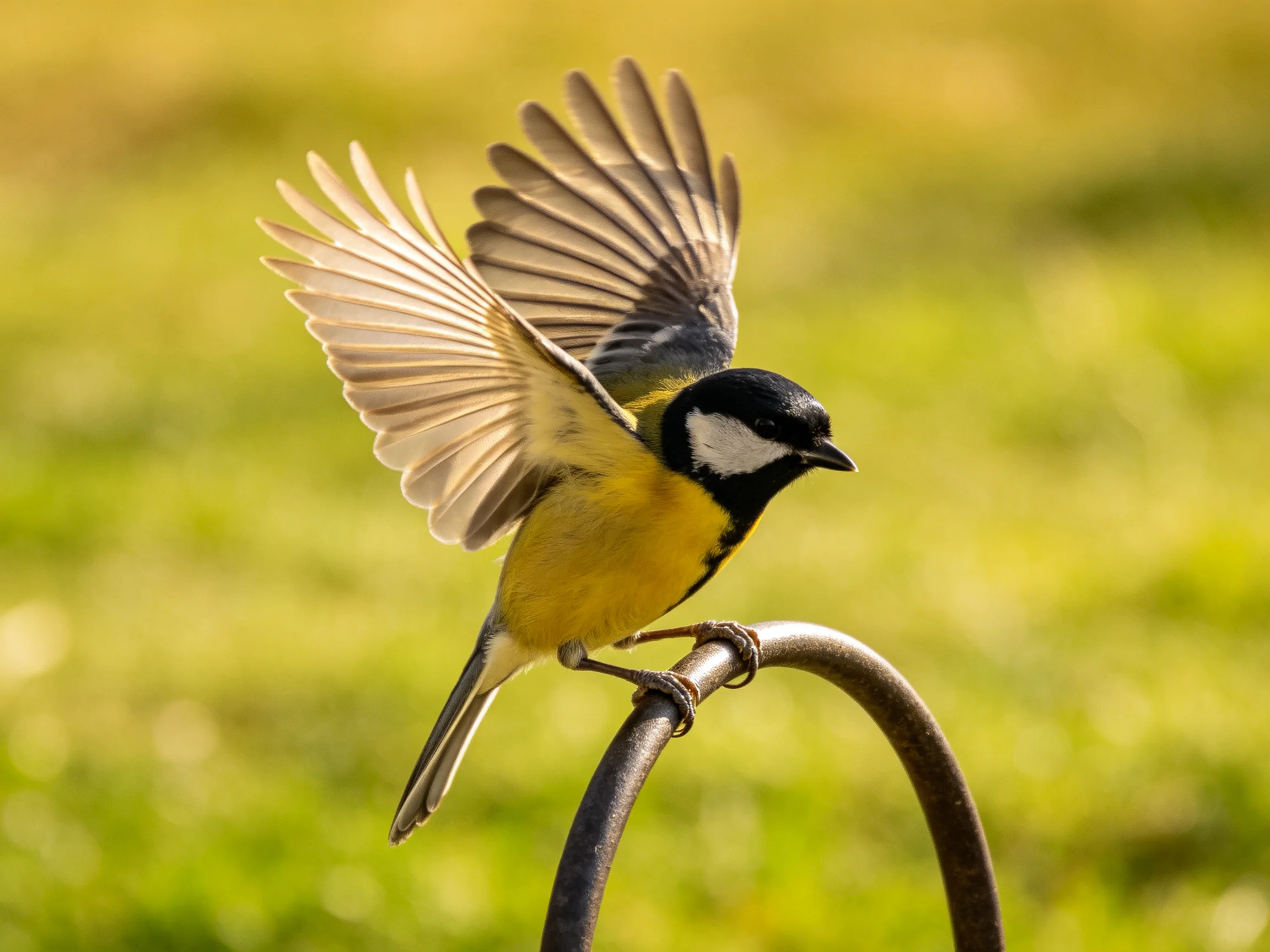 A colorful small bird with outstretched wings perched on metal