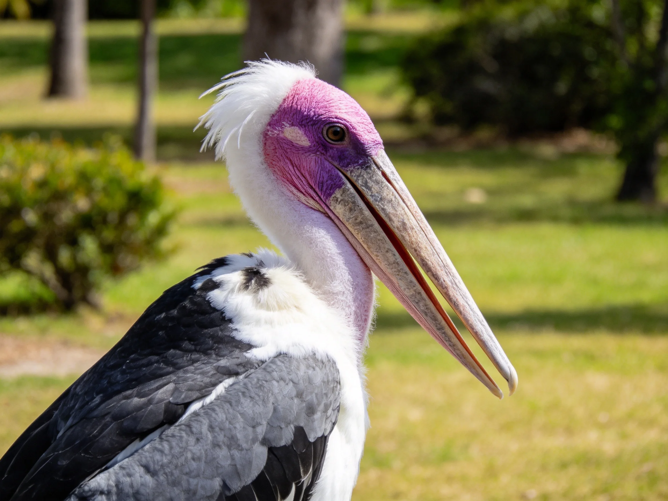 A colorful stork with purple face, long beak, and black wings