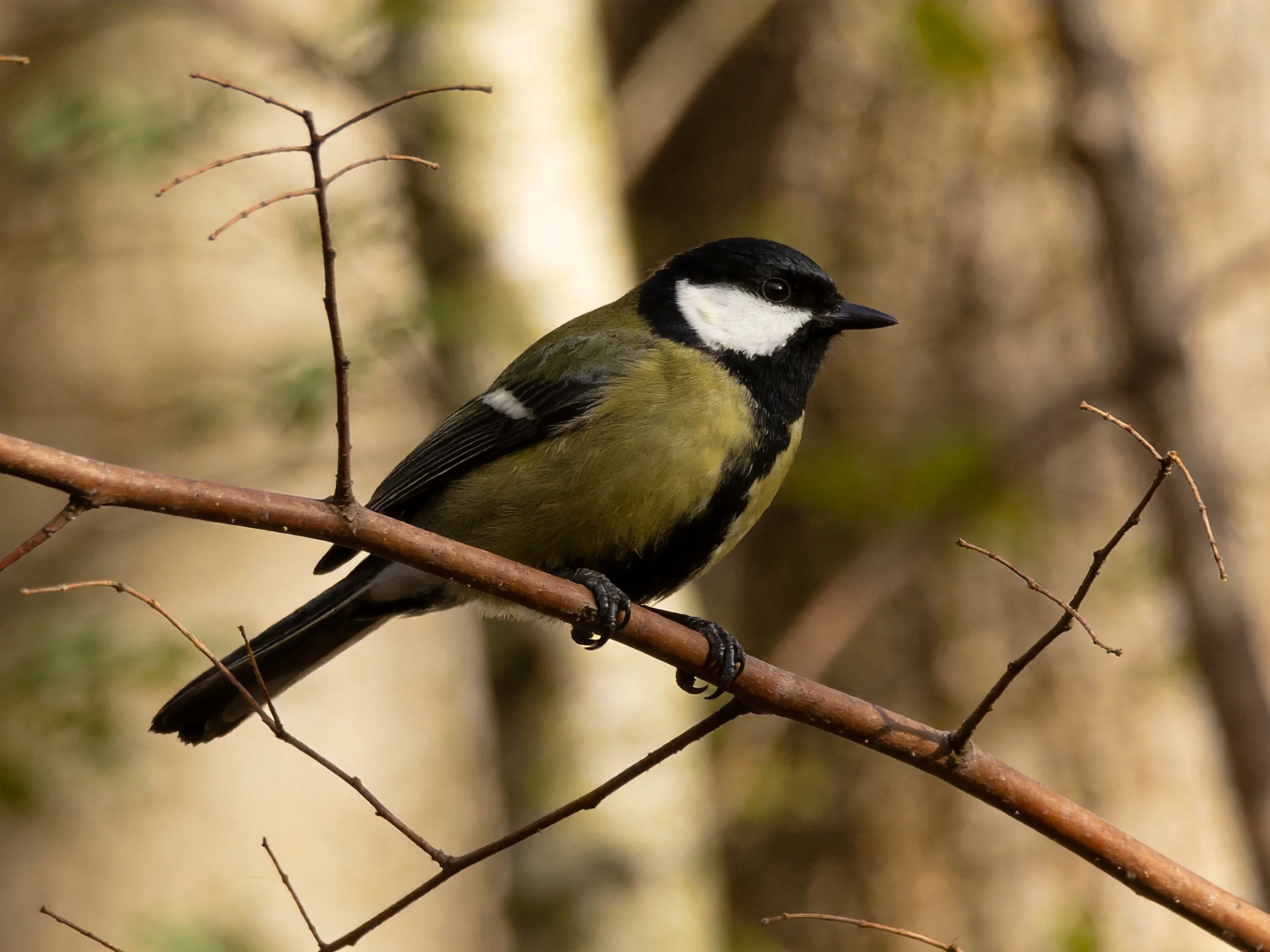A colorful titmouse perched on a bare brown branch