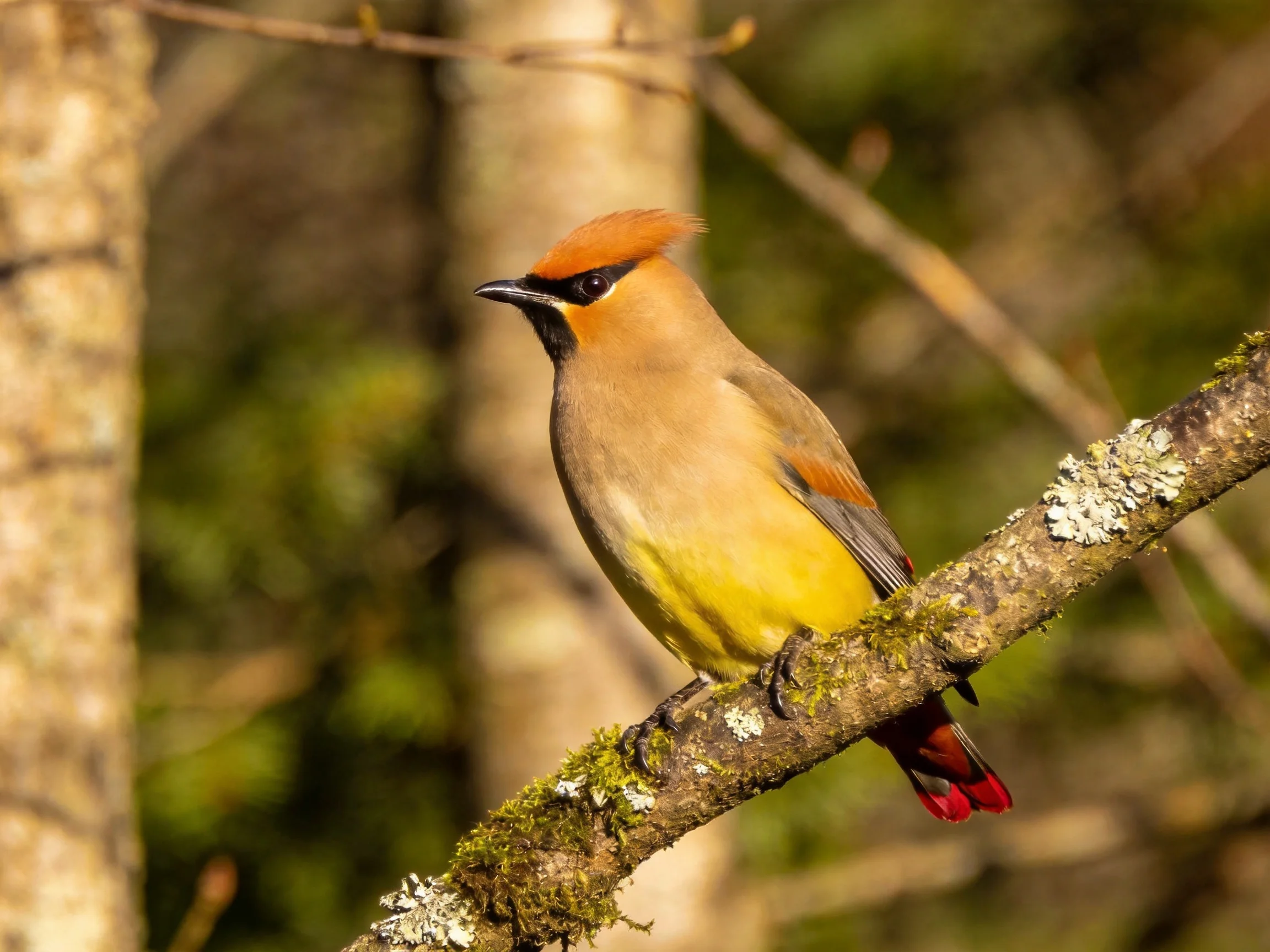 A colorful waxwing perches on a lichen-covered branch