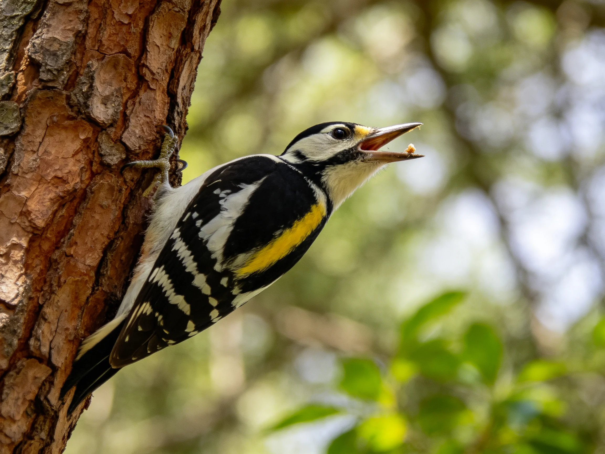 A colorful woodpecker clings to a brown tree trunk