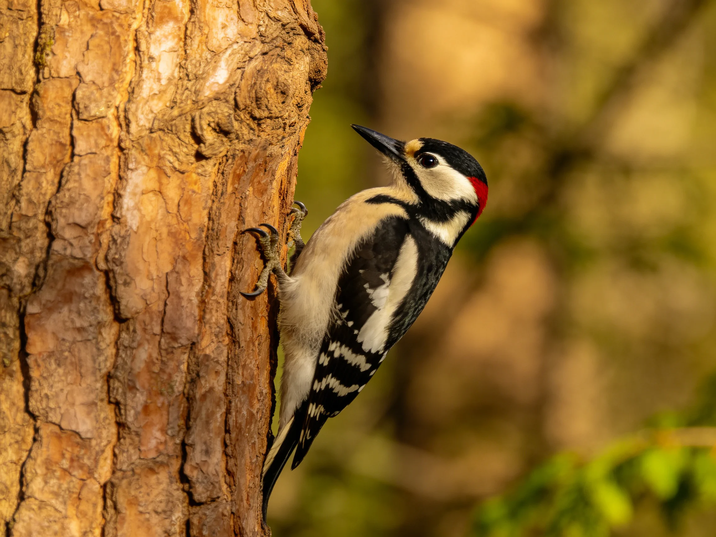 A colorful woodpecker clings to a textured brown tree trunk