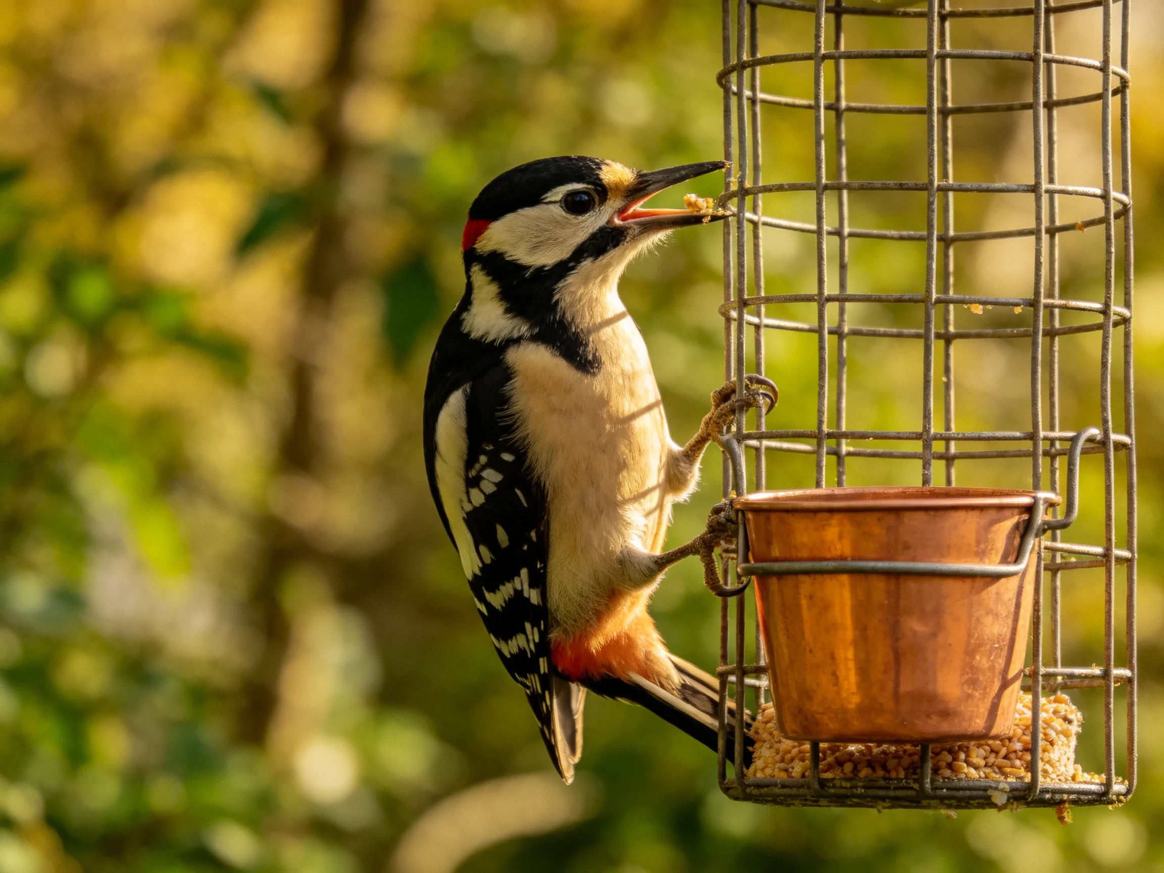 A colorful woodpecker feeding from an outdoor copper bird feeder