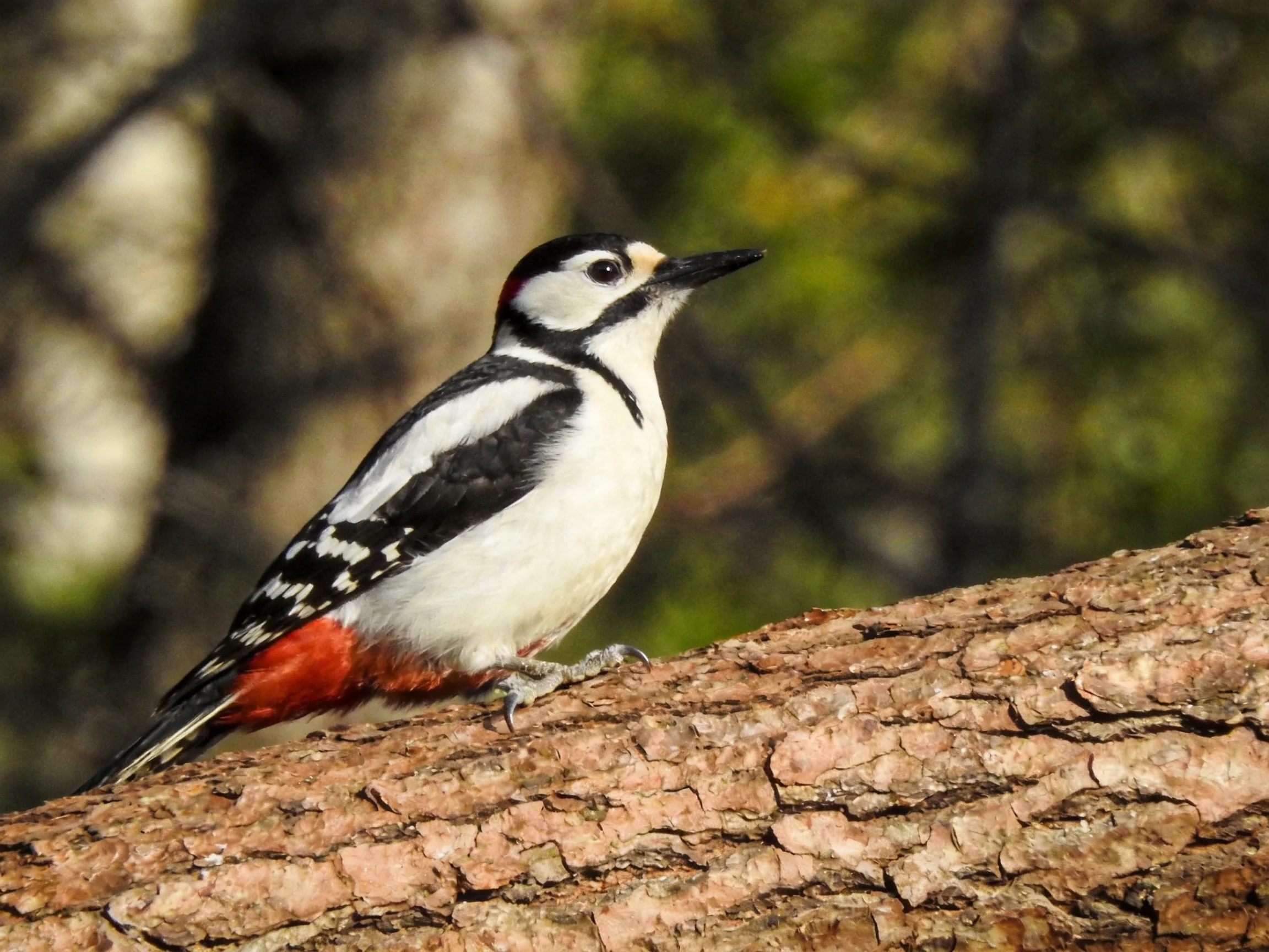 A colorful woodpecker perched on a rough-textured tree trunk