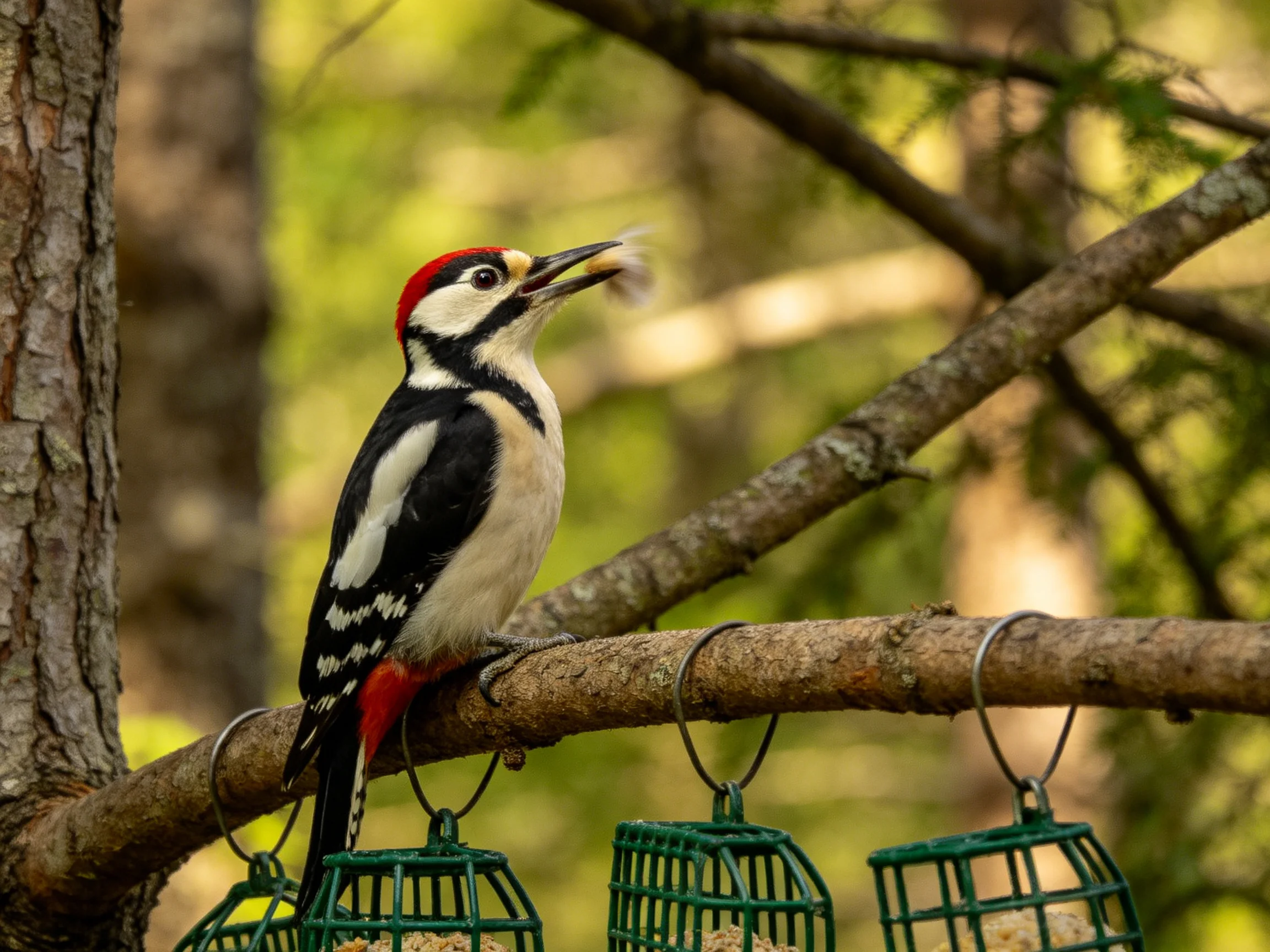A colorful woodpecker perches on a tree branch near green bird feeders