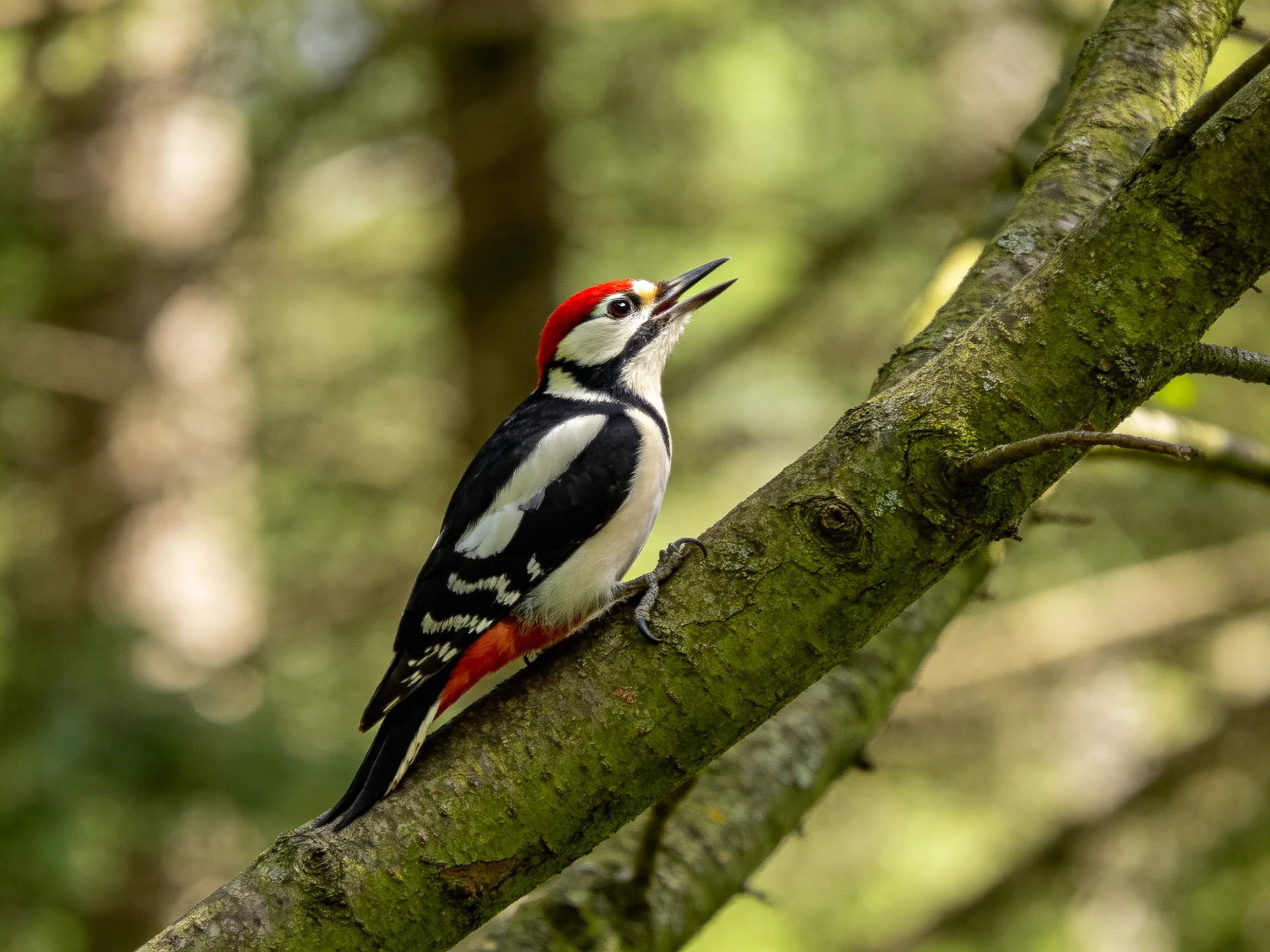 A colorful woodpecker with red crest perched on a mossy tree branch