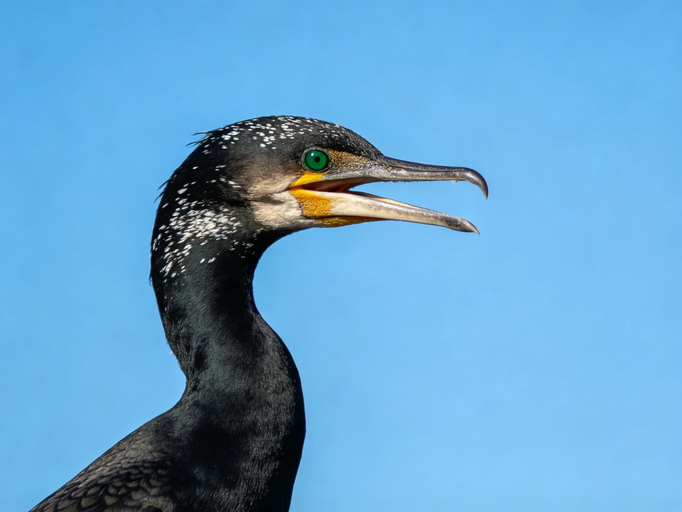A cormorant with black plumage and white markings against a bright blue sky