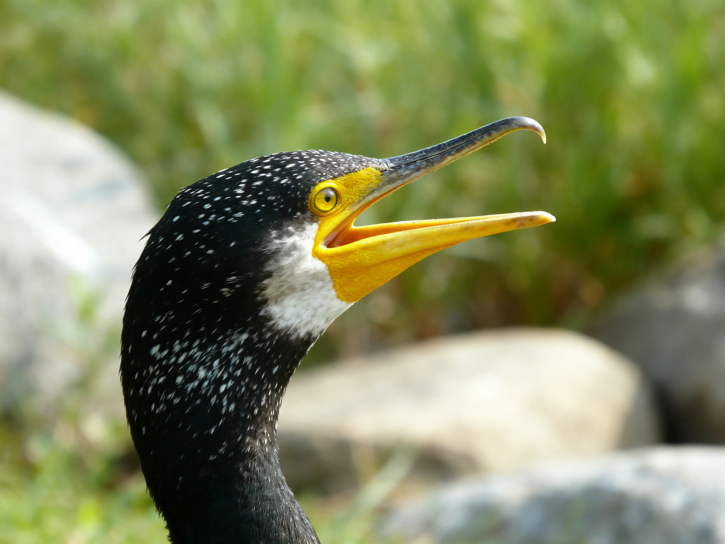 A cormorant with black spotted plumage and a bright yellow beak
