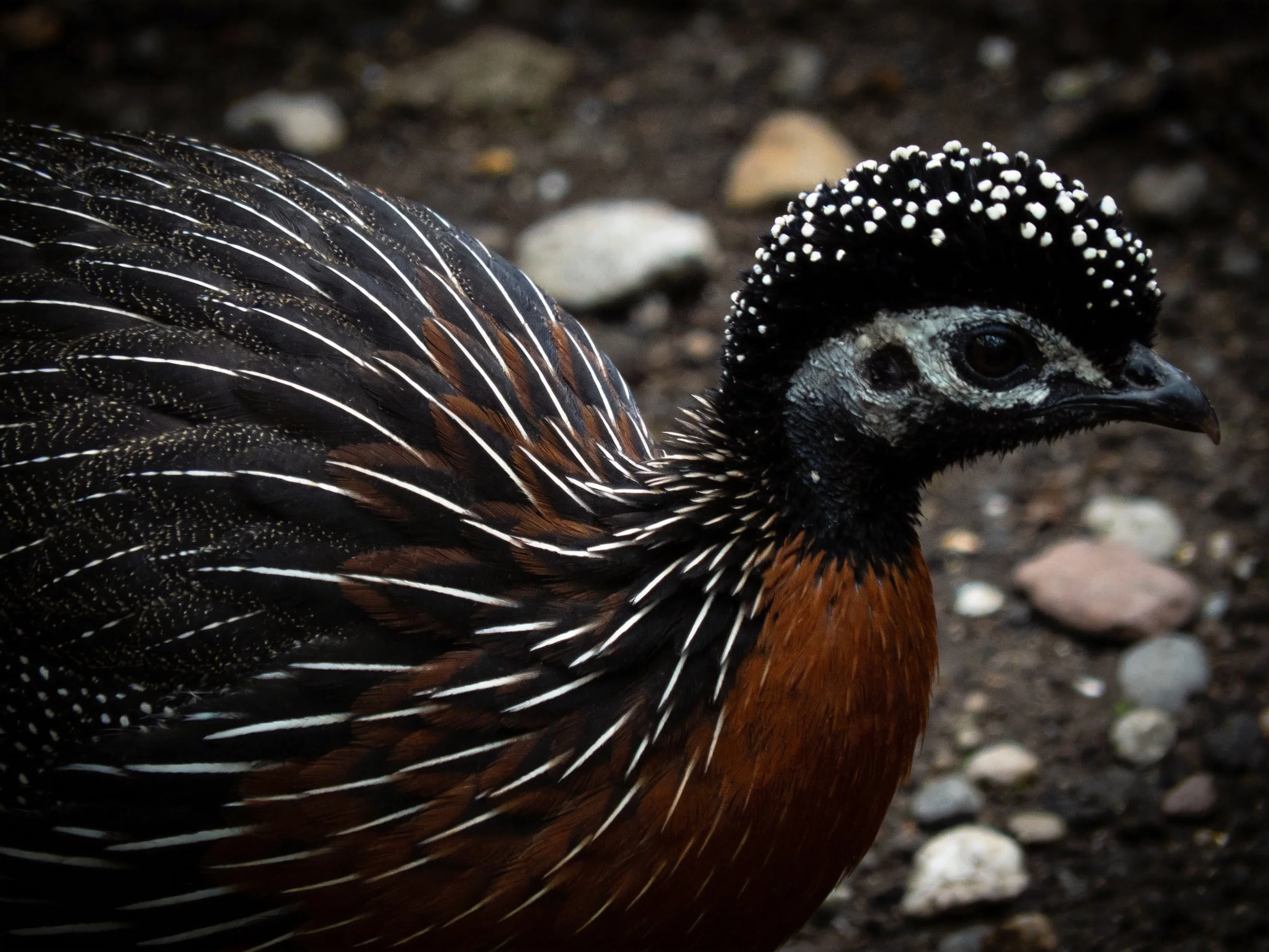 A crested black and brown bird with white striped wings